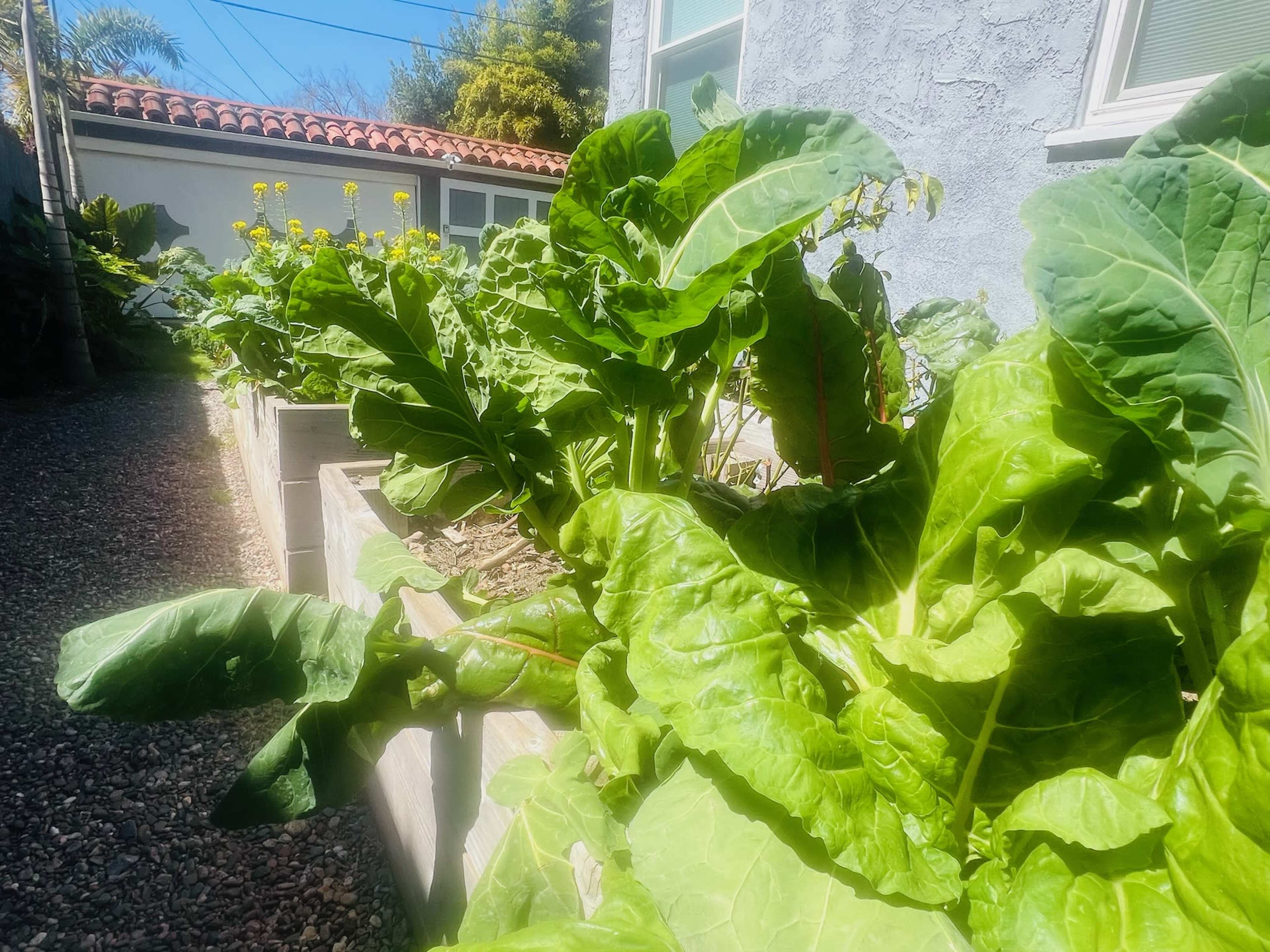 Historic Leimert Park Home with Garden Image in Leimert Park, Los Angeles, CA