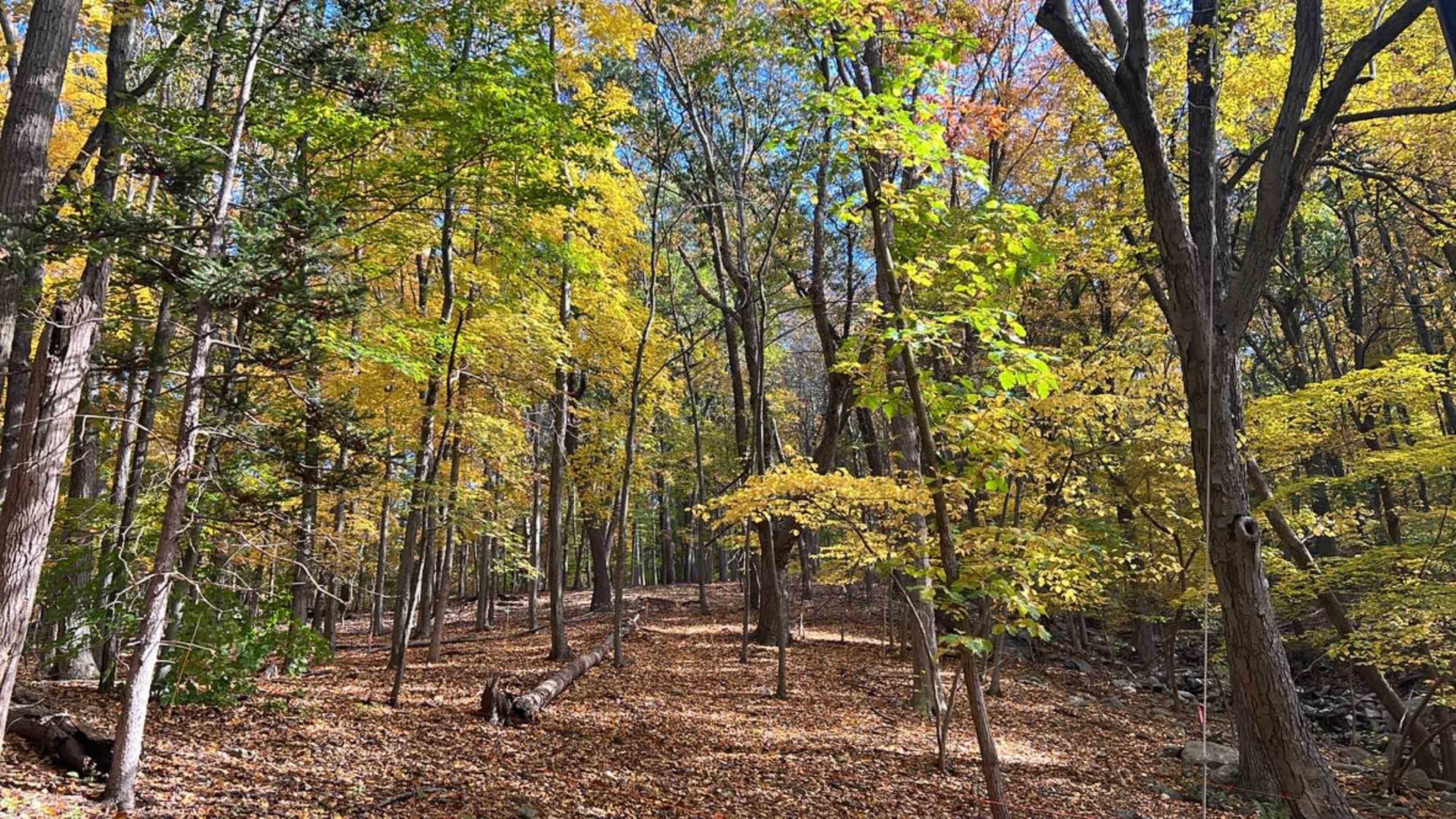 3.5 Acre Wooded Property Near Storm King Perfect for Film or Still Photo Shoots Image in Mountainville, Cornwall, NY