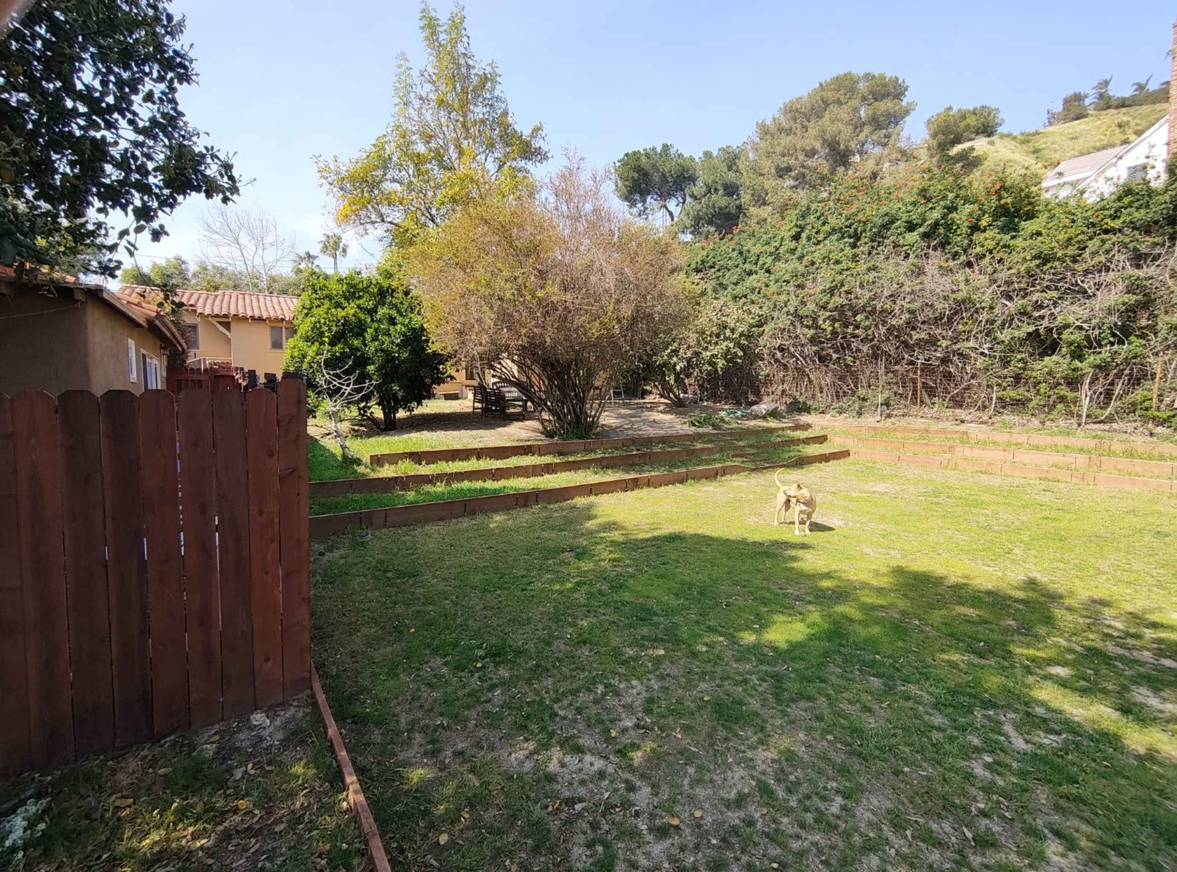 A dog stands in a grassy yard bordered by wooden fencing, with trees and shrubs in the background.