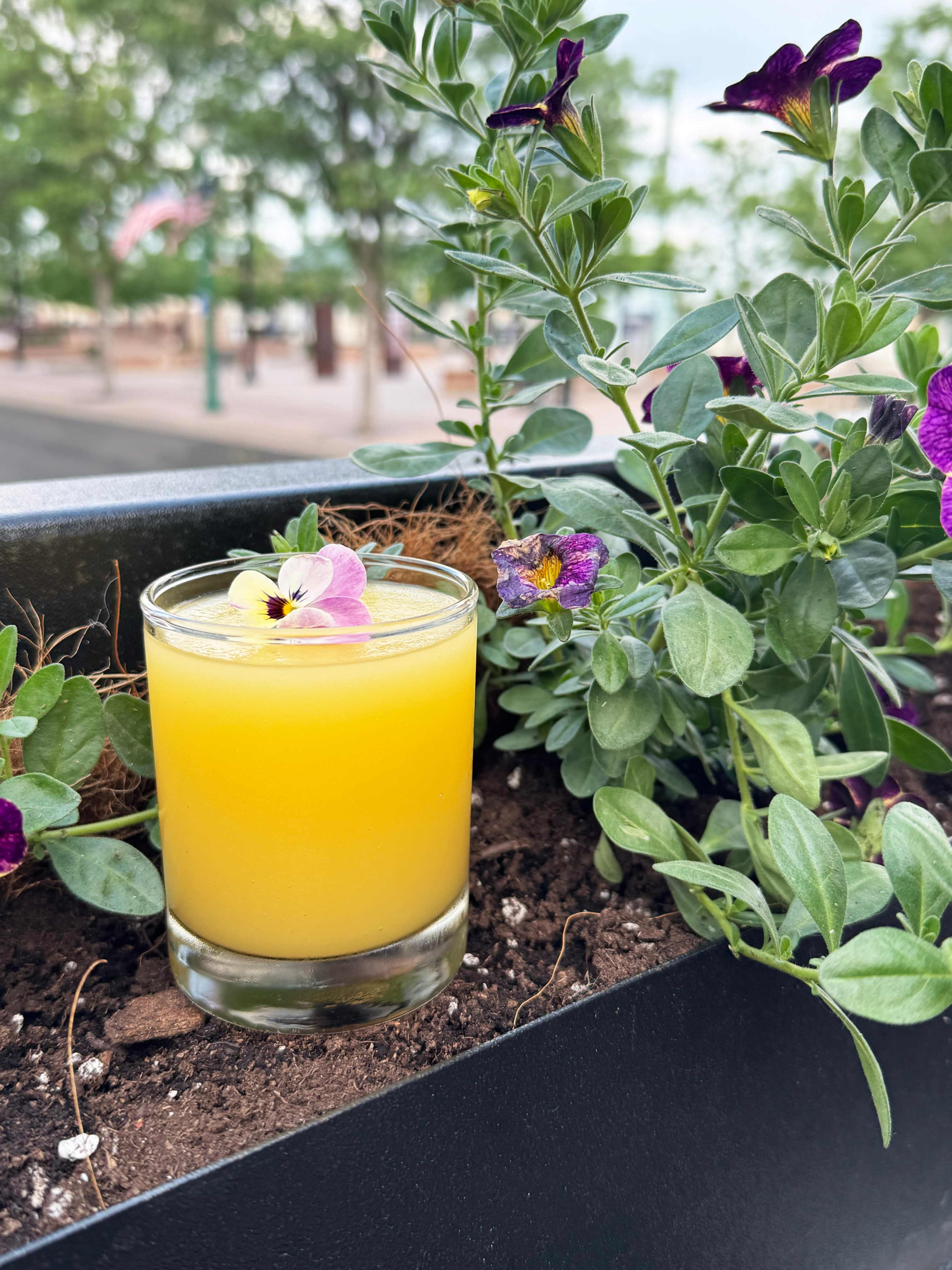 A glass of bright orange juice is placed among green plants with purple flowers.
