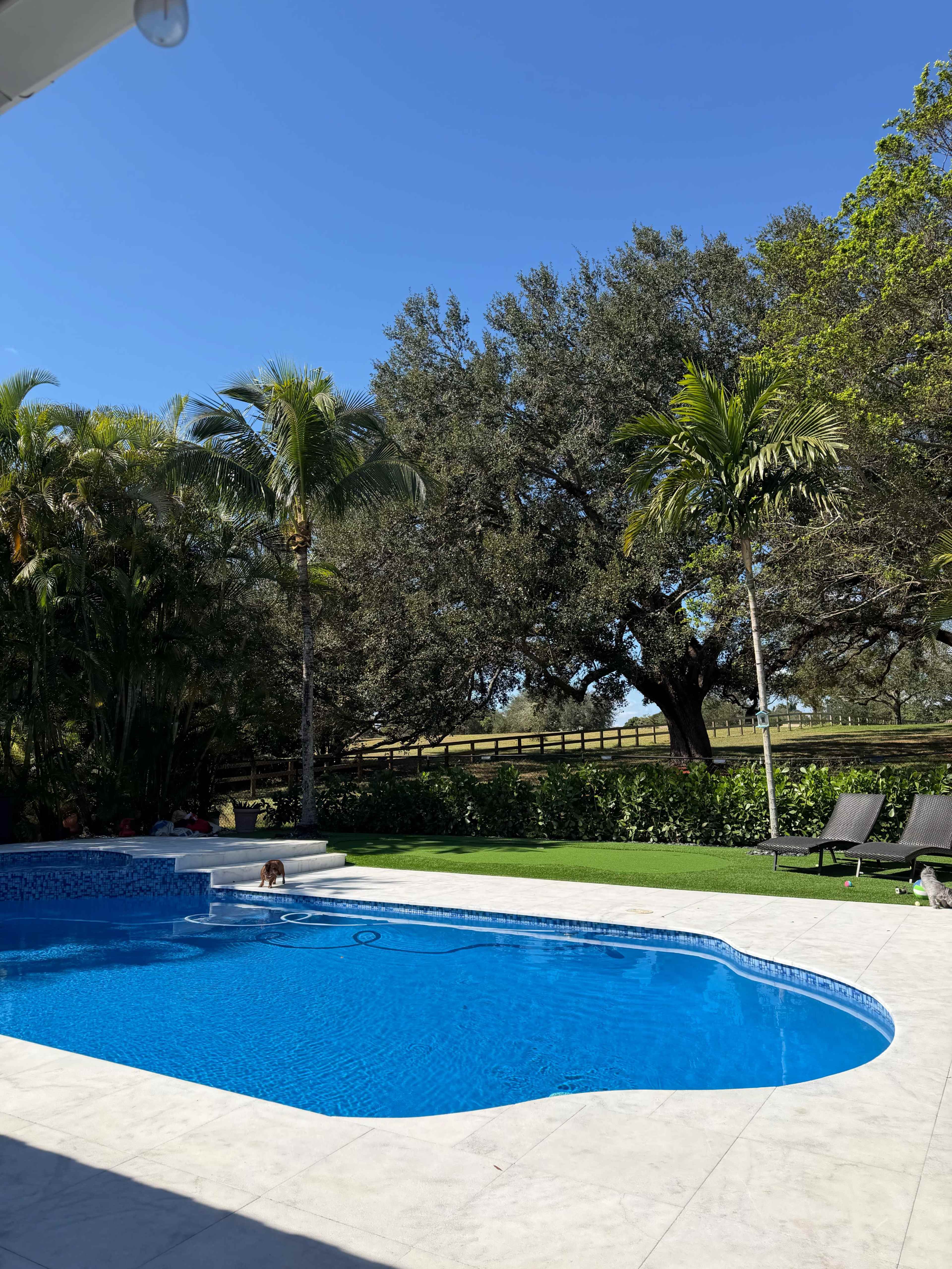 The image shows a clear blue pool surrounded by palm trees and grassy areas, with a wooden fence and a large tree in the background under a clear blue sky.