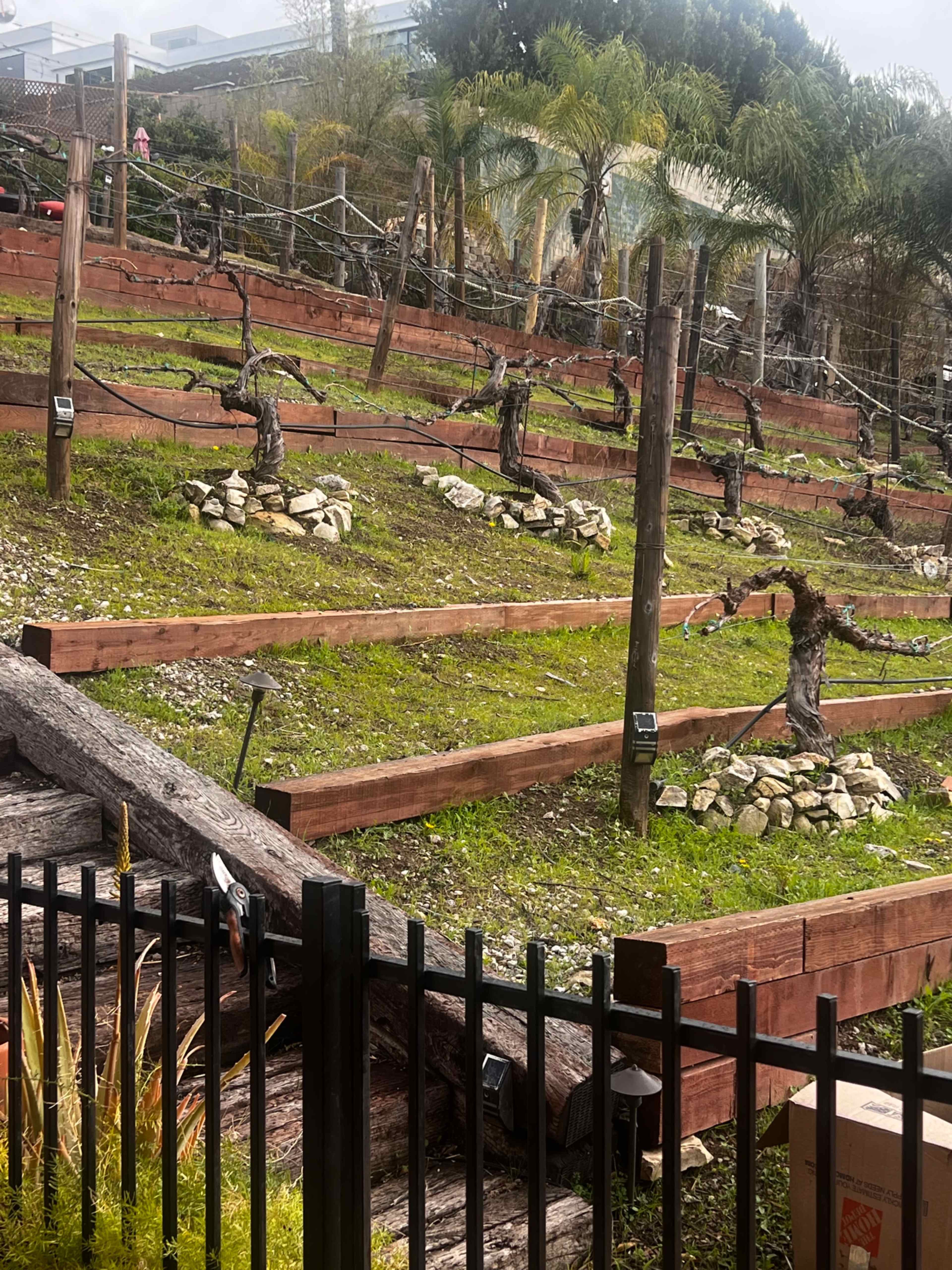 A terraced vineyard features pruned grapevines supported by wooden posts and surrounded by grassy areas.