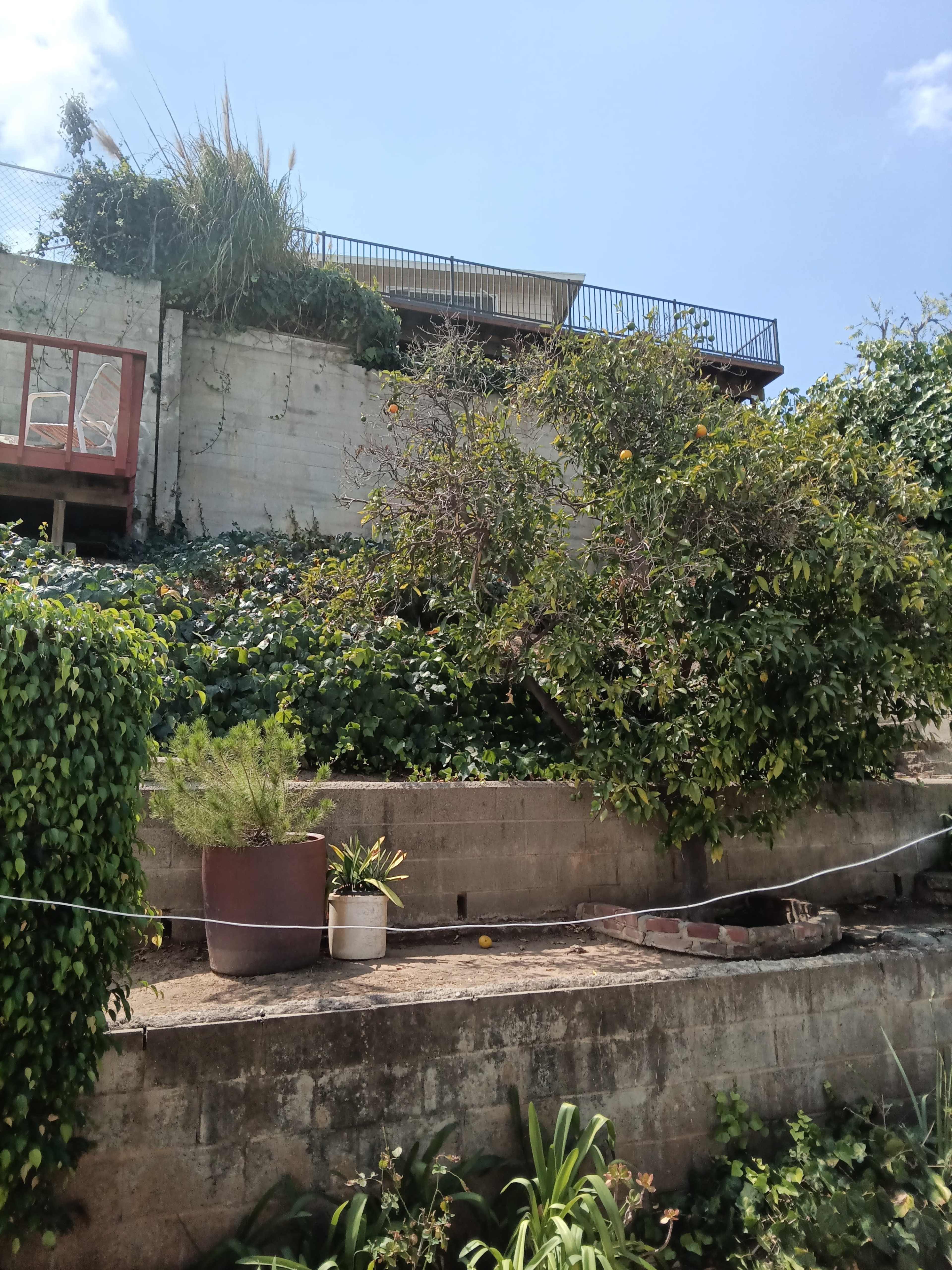 A concrete retaining wall supports a hillside with various plants and a house visible at the top.