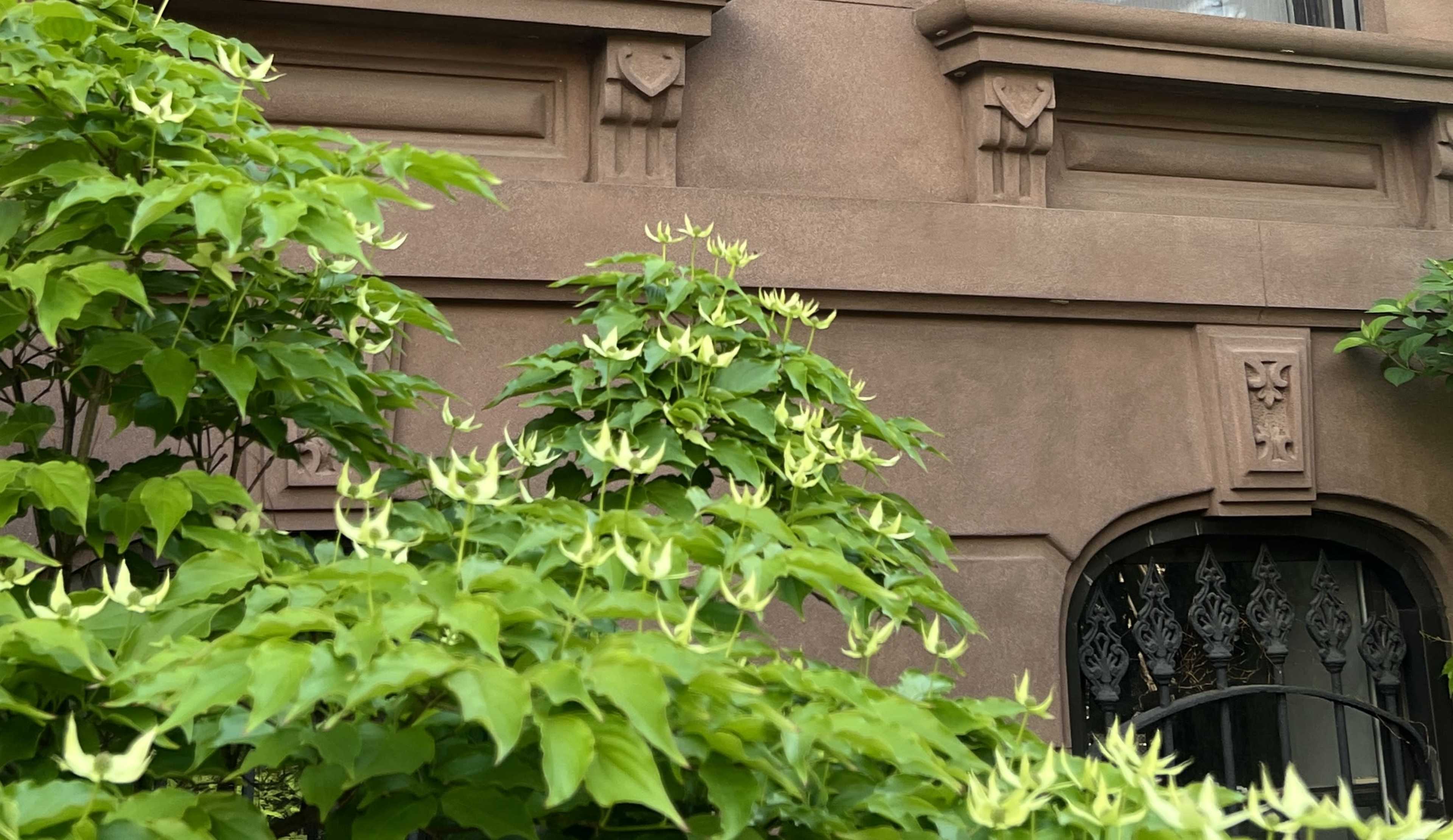 A cluster of green leaves and flowers frames a decorative brownstone building.