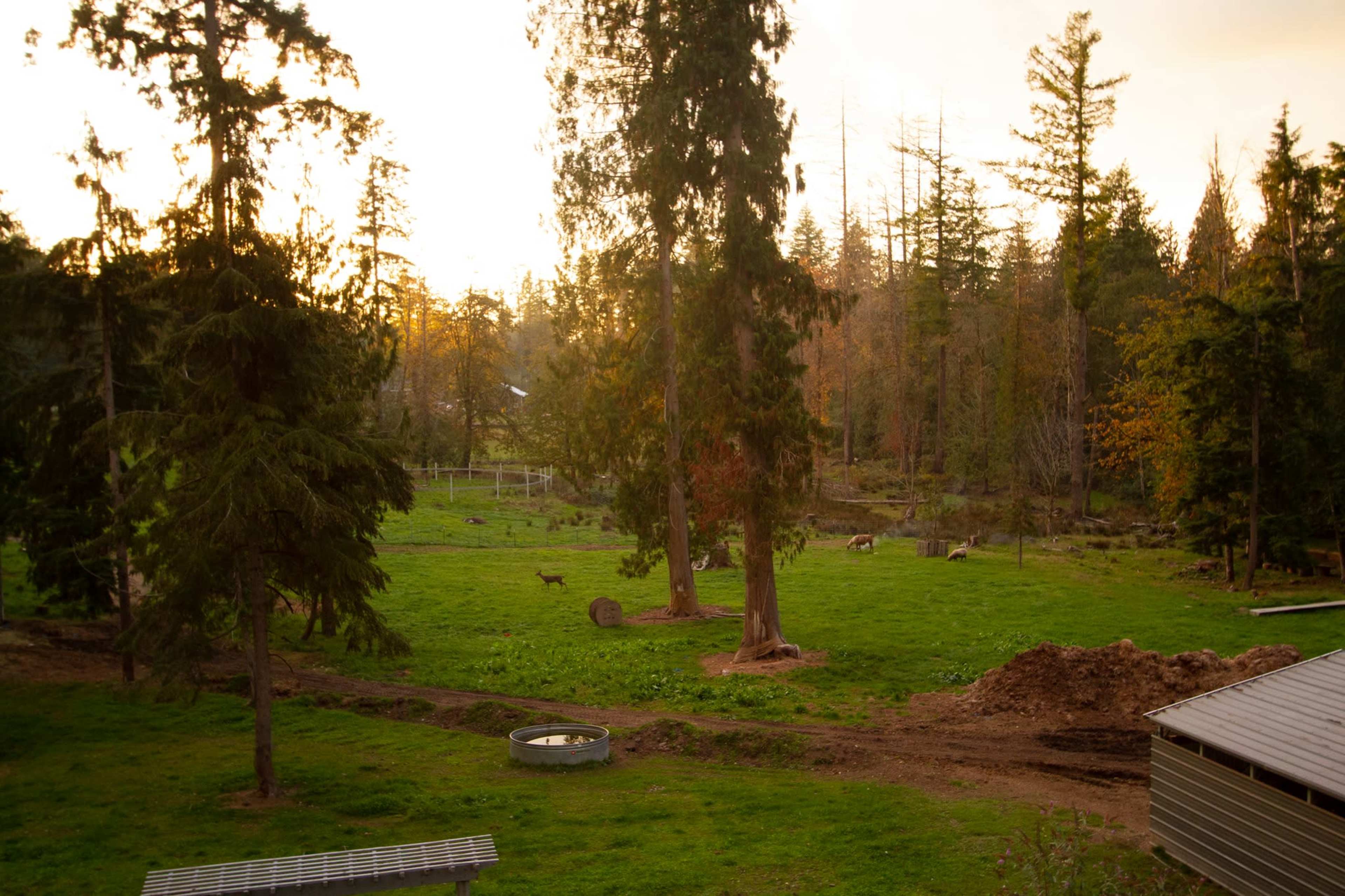 The scene shows a grassy area in a wooded setting with deer grazing near a water trough at sunrise.
