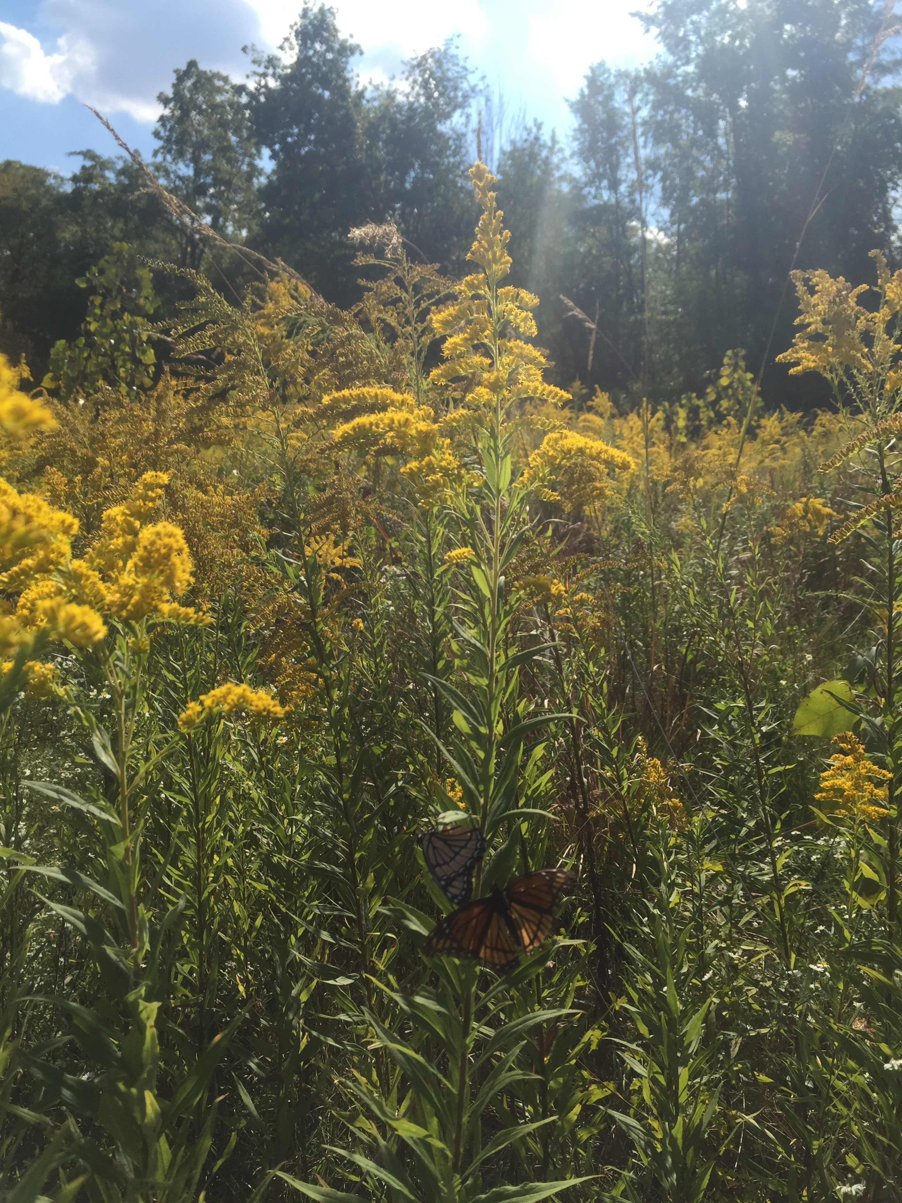A butterfly rests on a tall yellow flower in a field of blooming goldenrod under a bright sky.