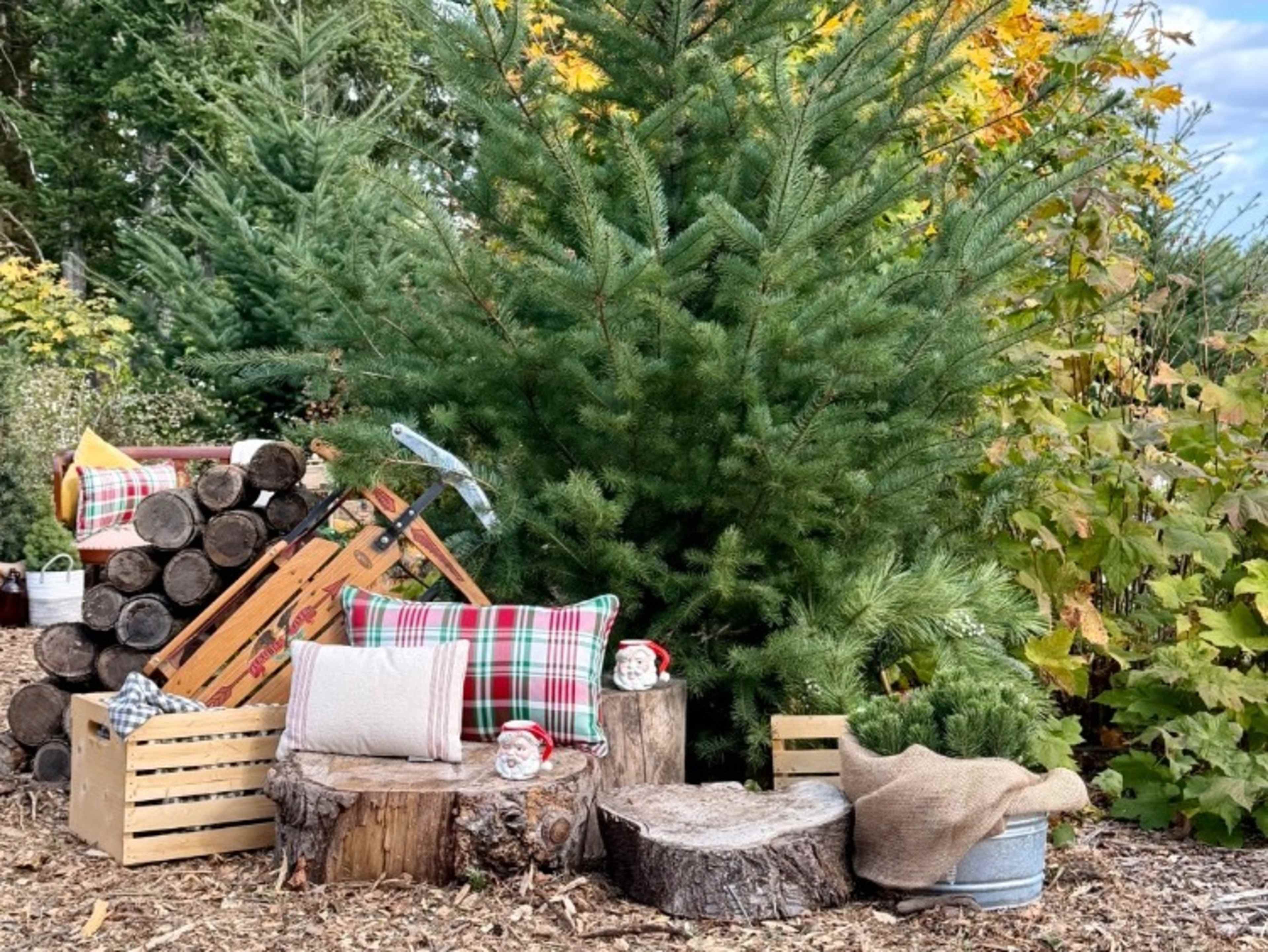 Seasonal Holiday Photography, Sets Included