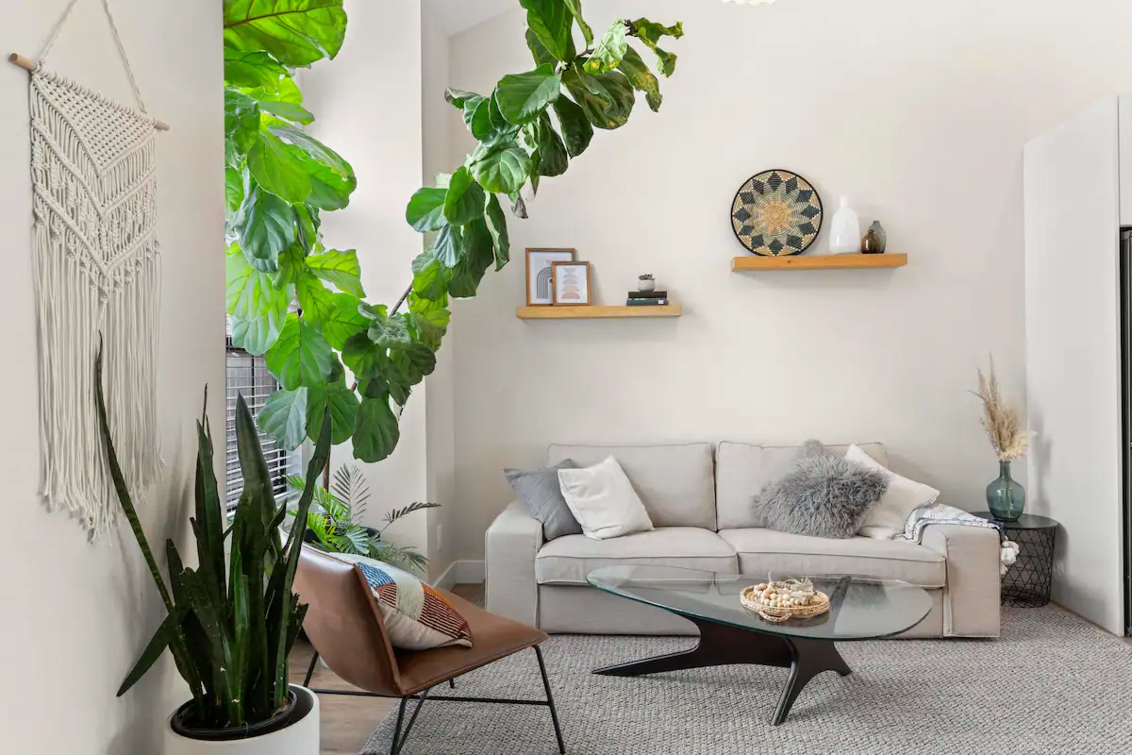 A modern living room features a light-colored sofa, a glass coffee table, and plants, with shelves displaying decorative items on the walls.