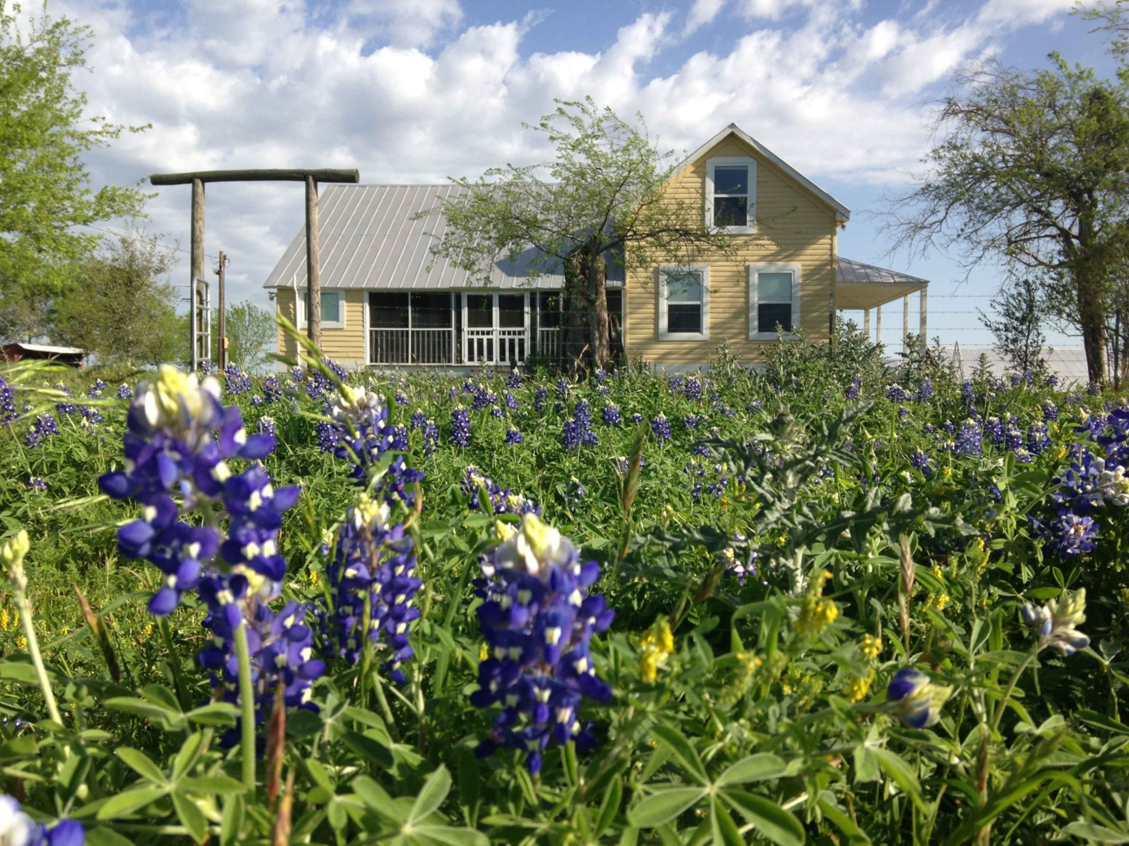 A yellow house with a front porch is set against a background of blooming bluebonnets and a cloudy sky.