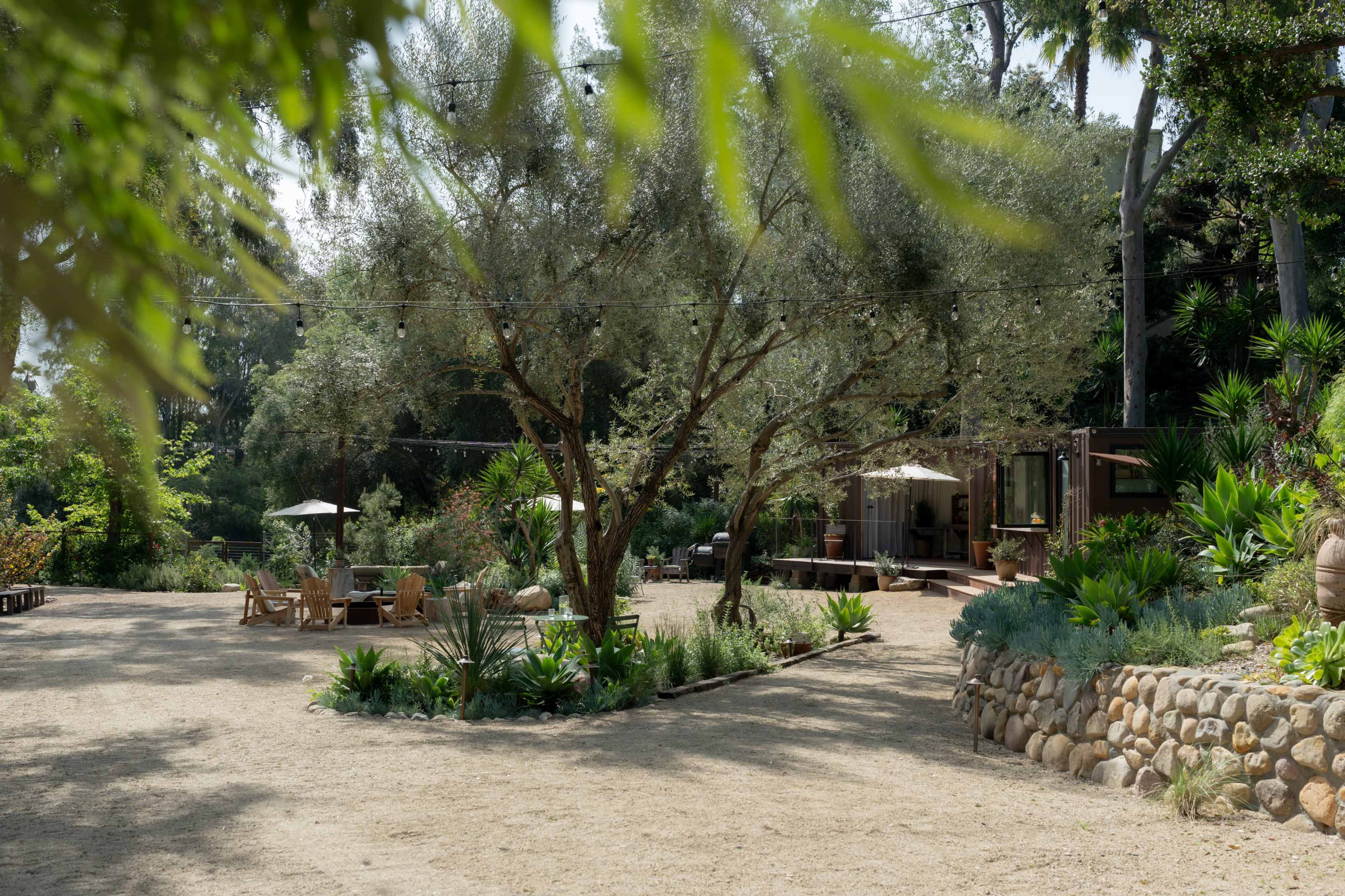 The image shows a landscaped outdoor area with olive trees, lounge chairs, and a stone wall surrounding a pathway leading to a building.