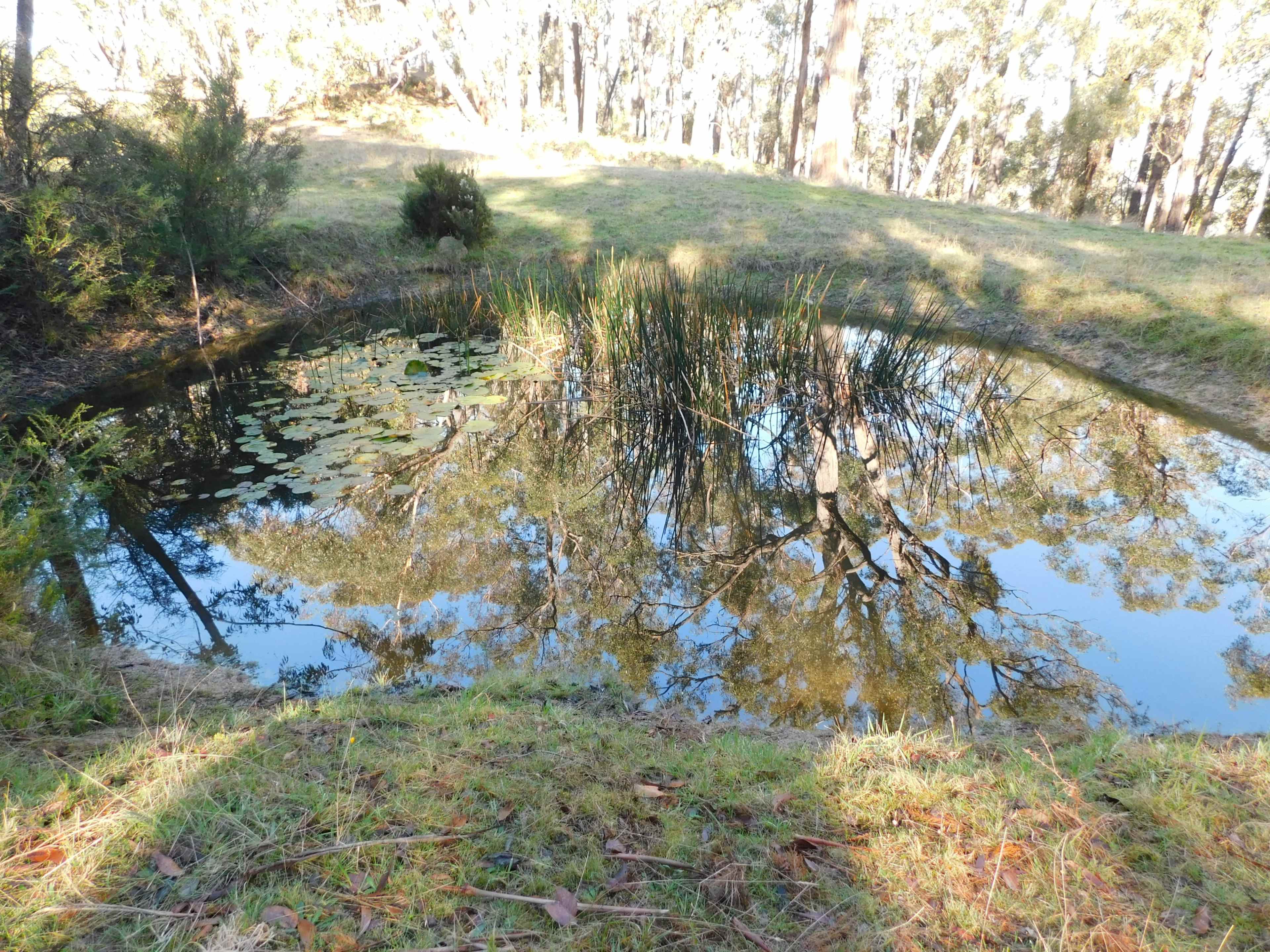 A small pond surrounded by grass and trees reflects the surrounding landscape and plants.