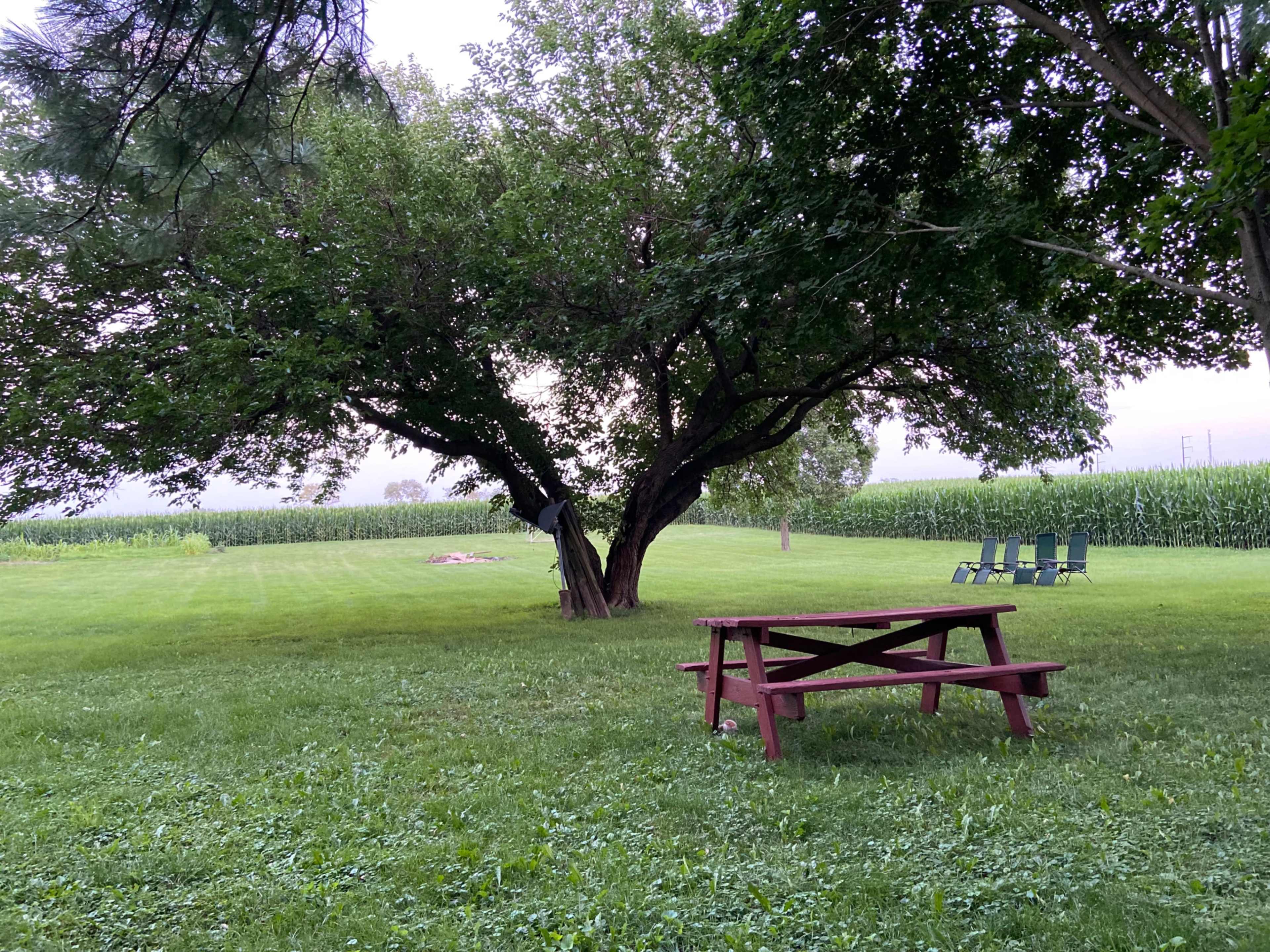A red picnic table sits on the grass beneath a large tree, with a cornfield visible in the background.