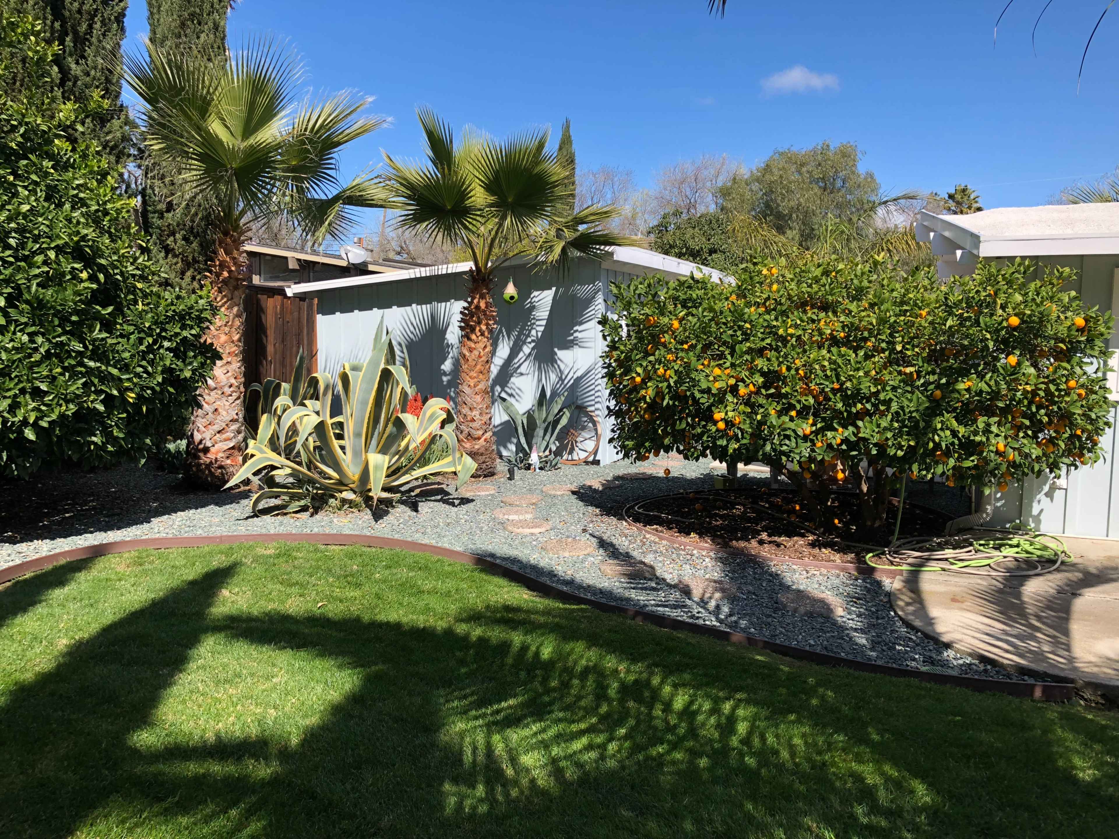 The scene shows a landscaped yard featuring palm trees, a gravel pathway, and citrus trees.