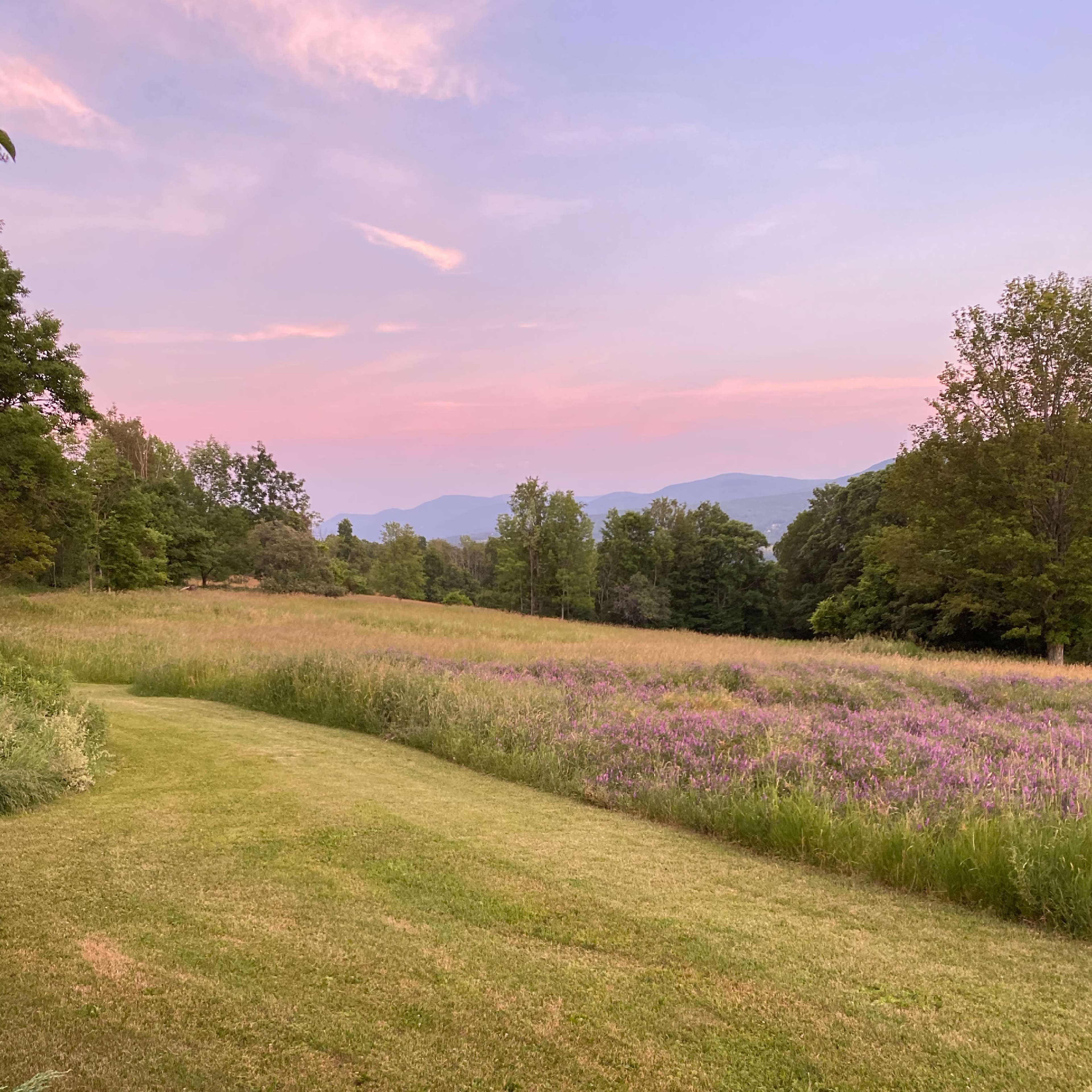 A view of a grassy field adorned with purple wildflowers, framed by trees and mountains under a pastel sky at dusk.