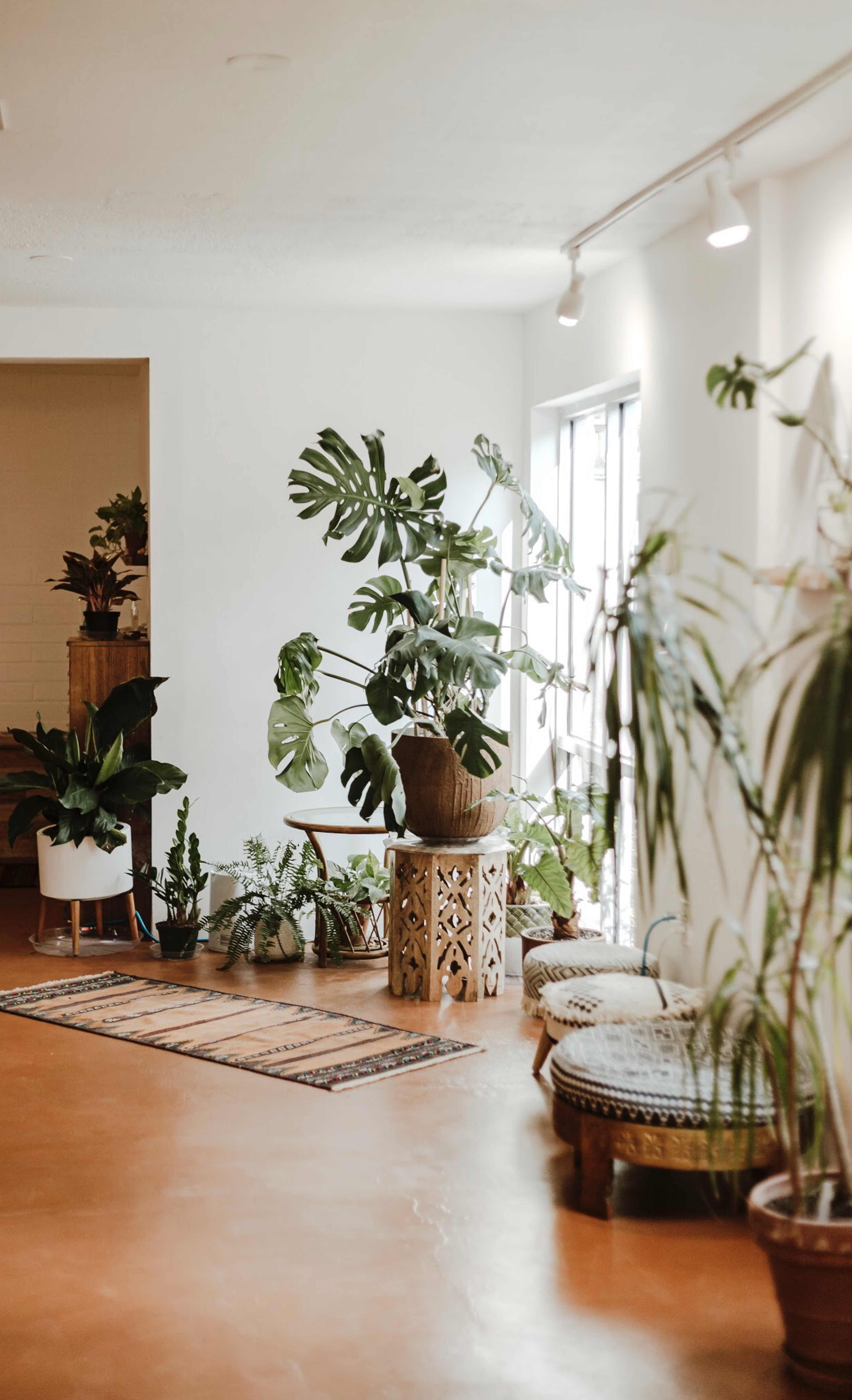 A brightly lit room filled with various indoor plants arranged around a decorative table and seating area.