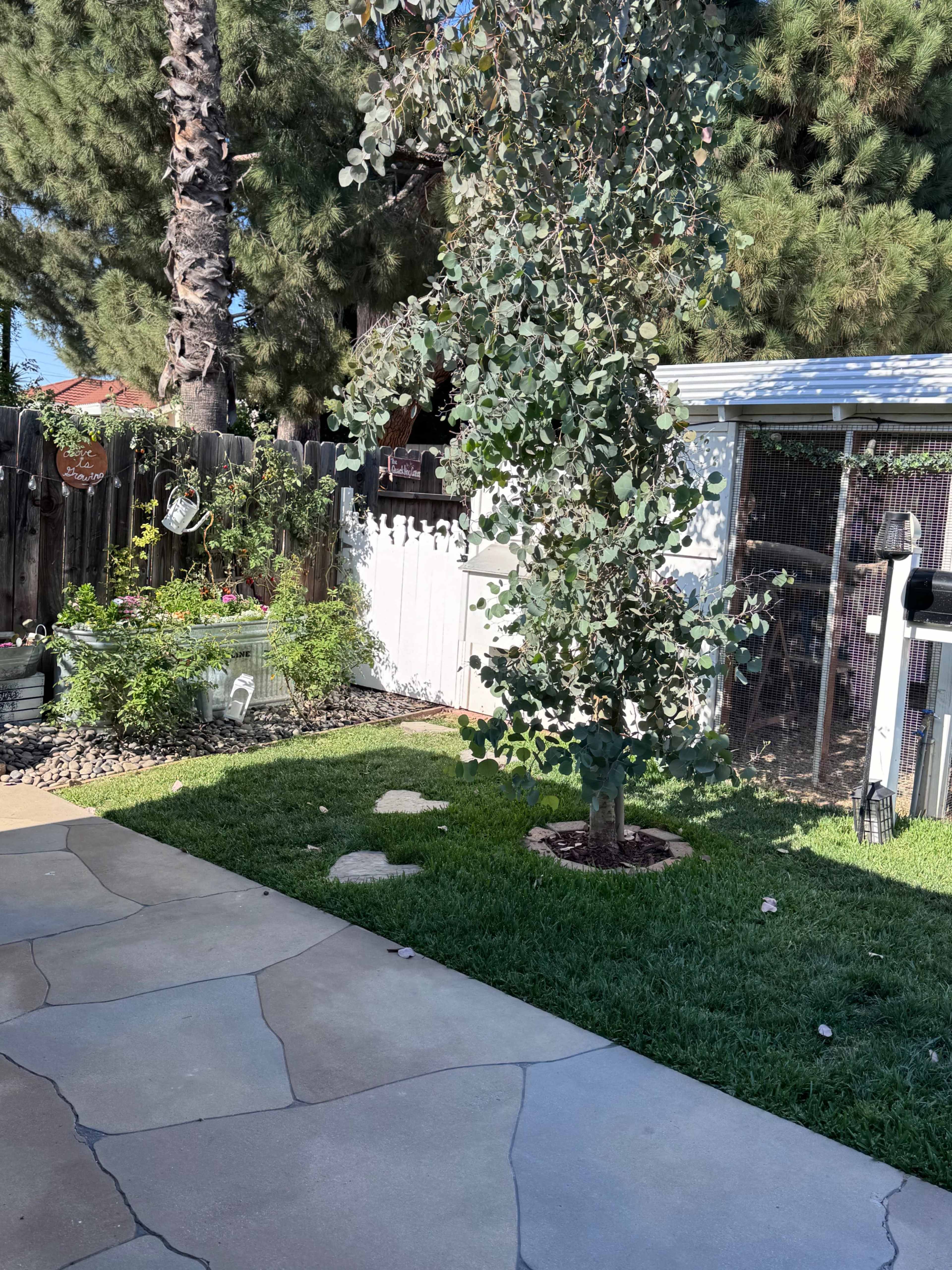 The image depicts a backyard with a stone patio, a small tree, grassy areas, and a shed.