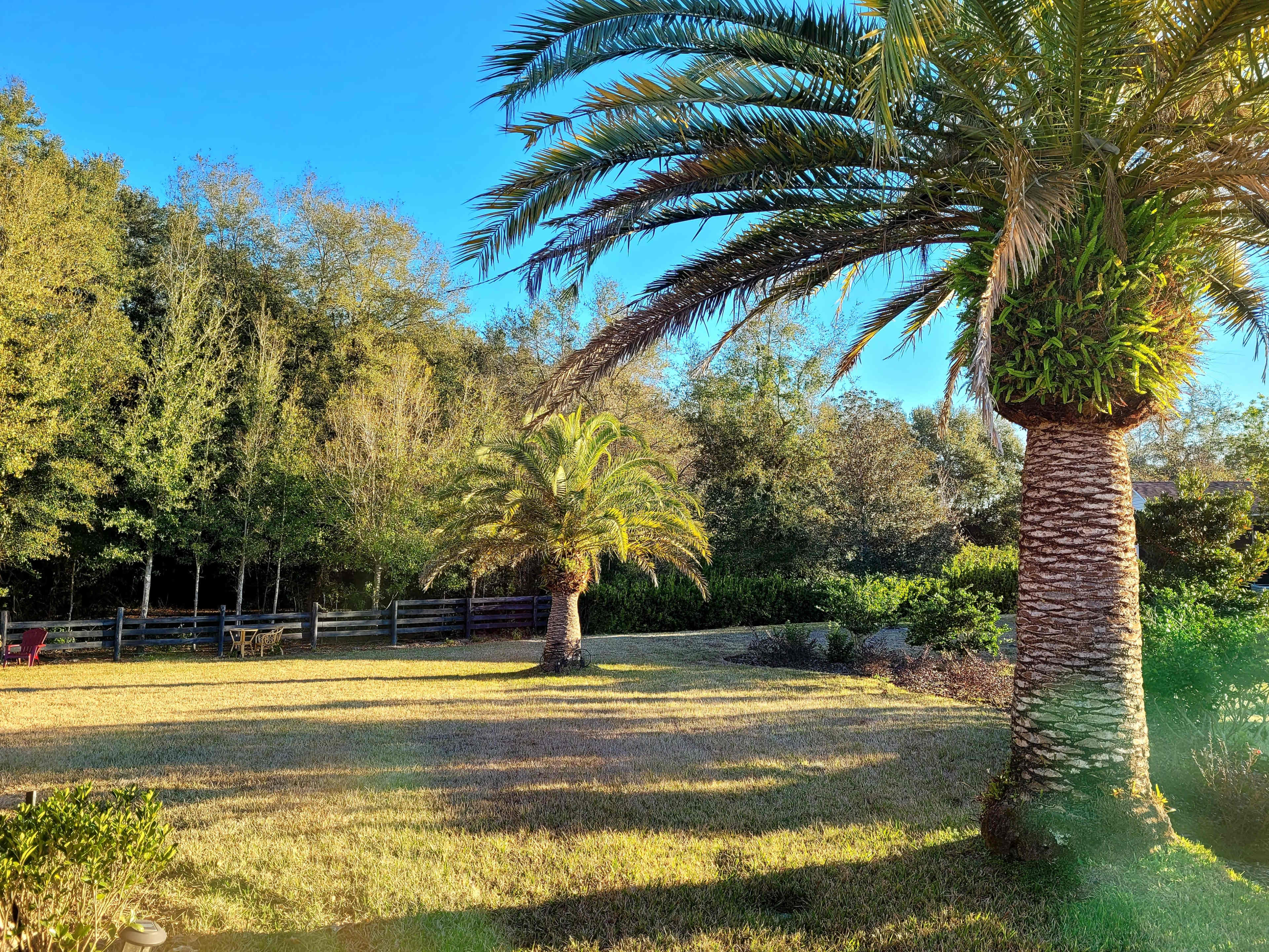 Two tall palm trees in a grassy area with a line of trees and a fence in the background.