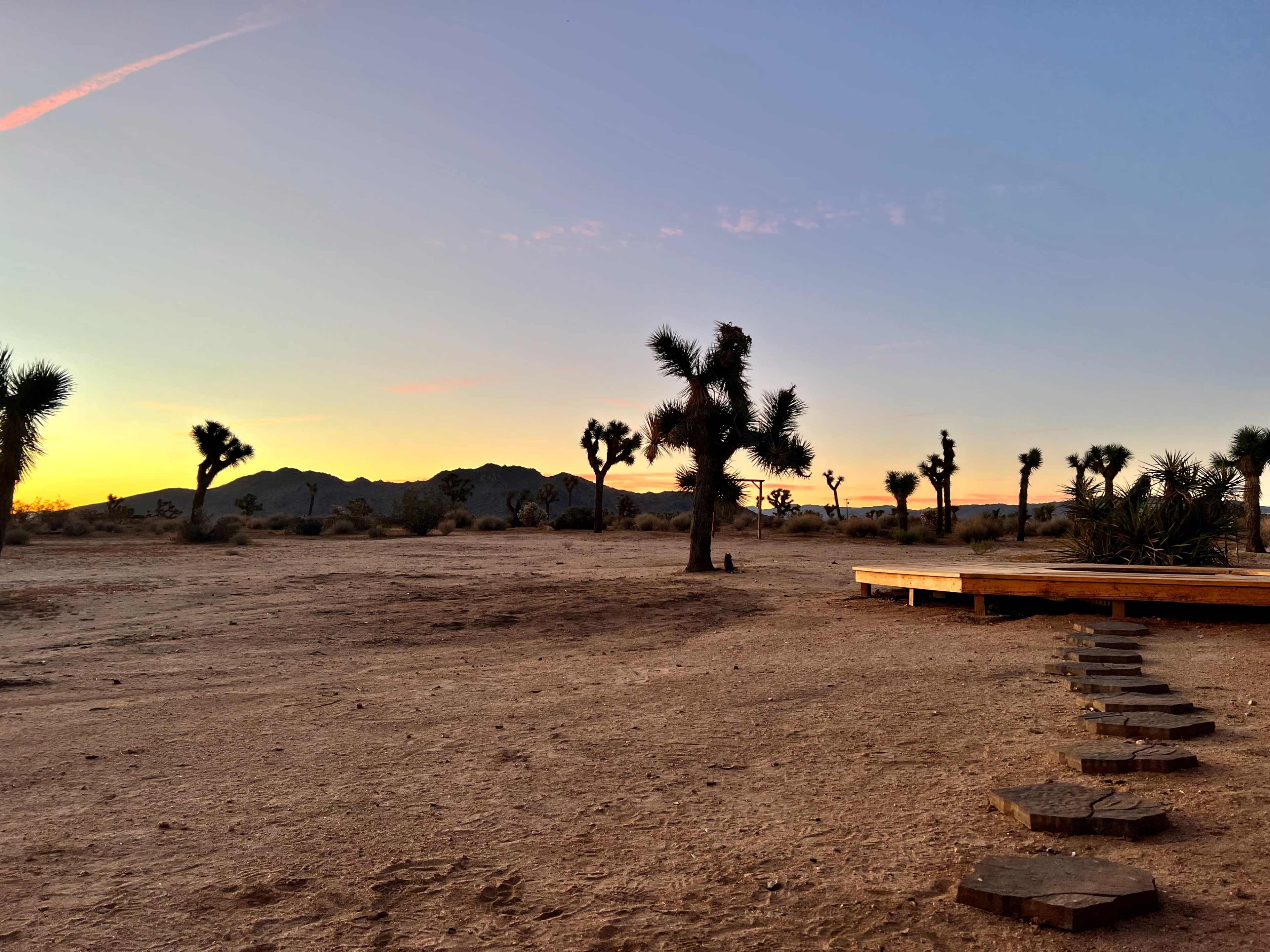 A wooden path leads through a desert landscape with Joshua trees against a backdrop of a colorful sunset.