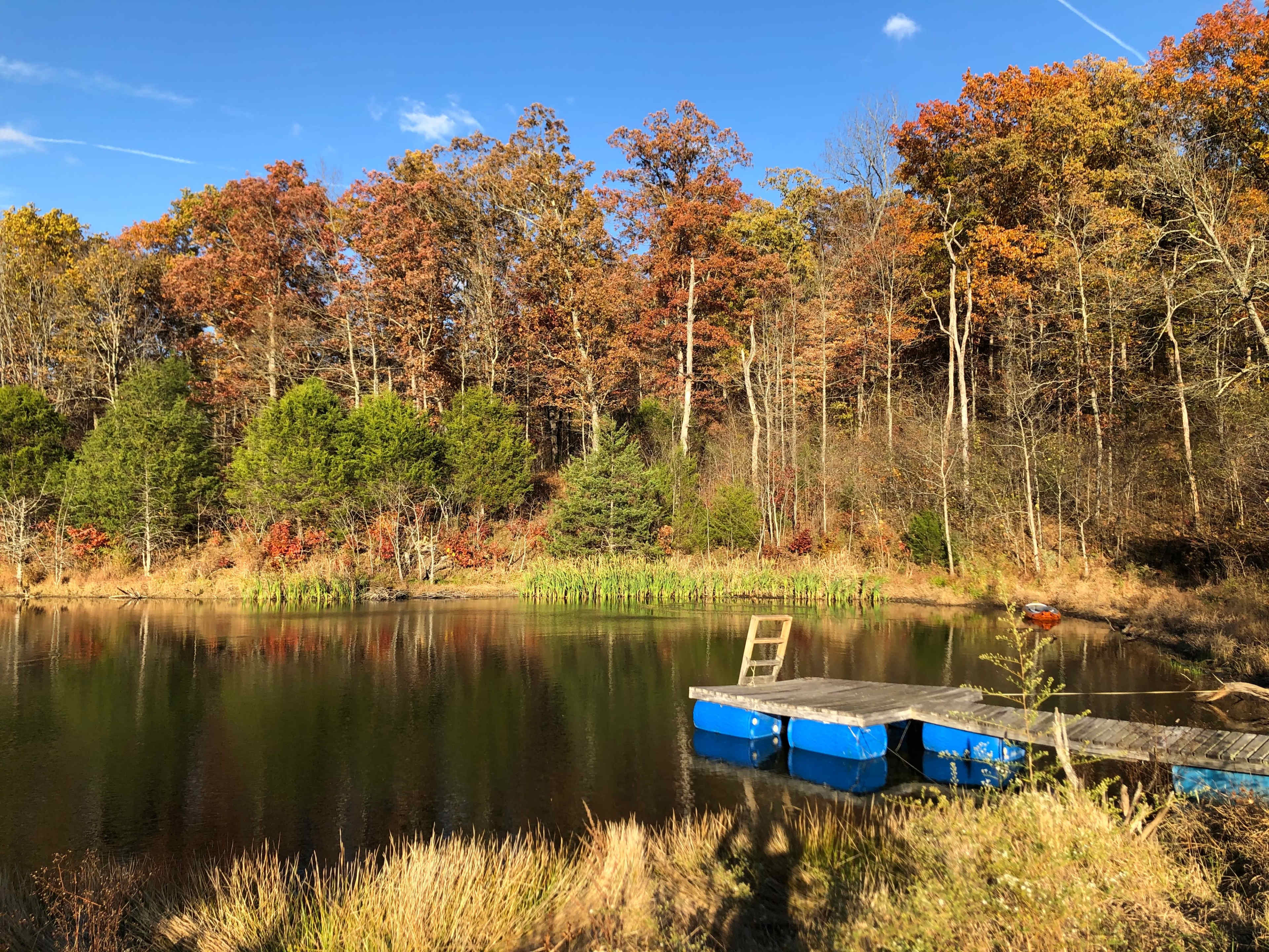 A wooden dock with blue floats extends into a calm pond surrounded by trees displaying autumn foliage.