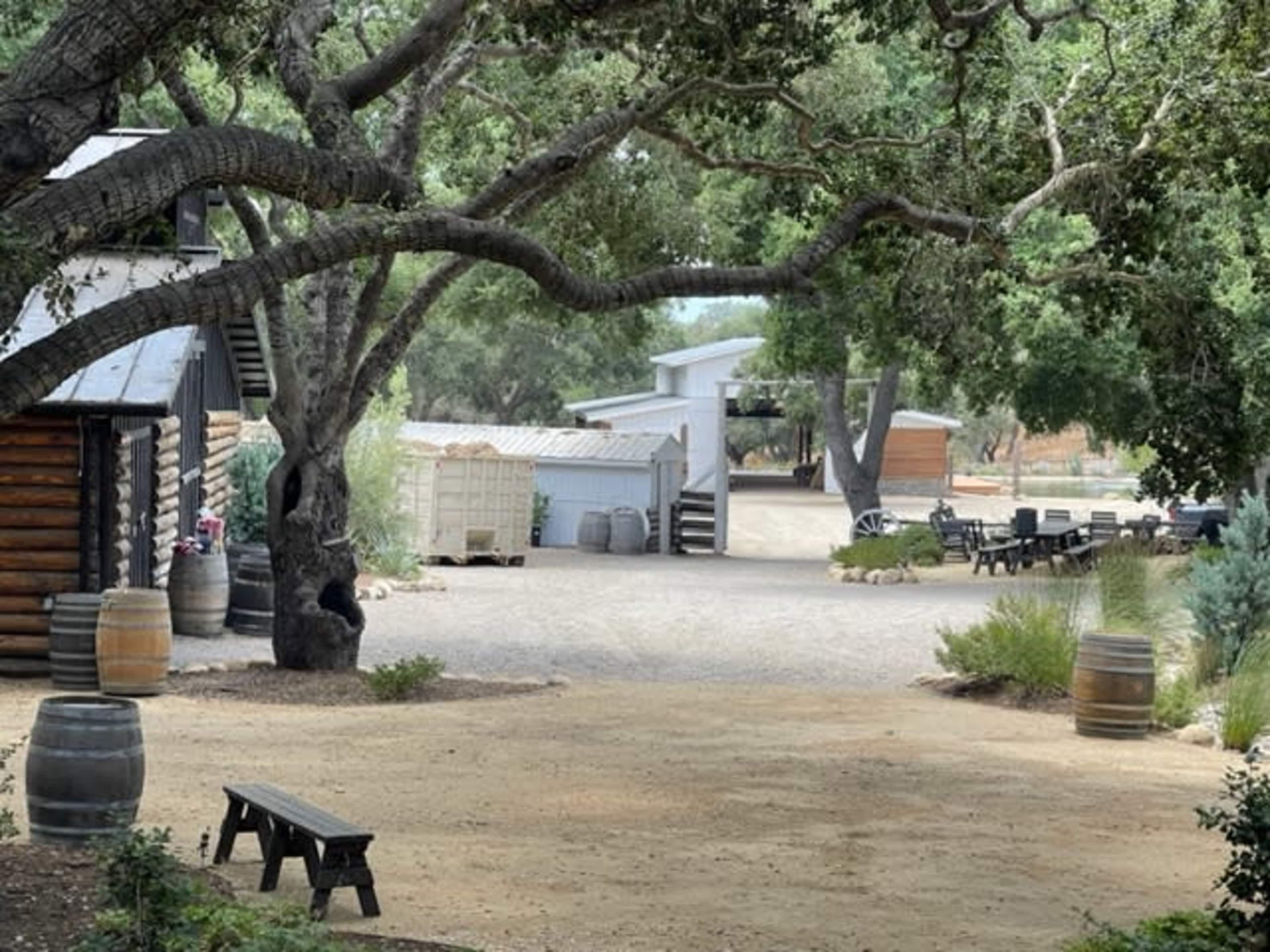 A gravel pathway leading through a rustic outdoor area, surrounded by large trees and a mix of wooden structures and barrels.