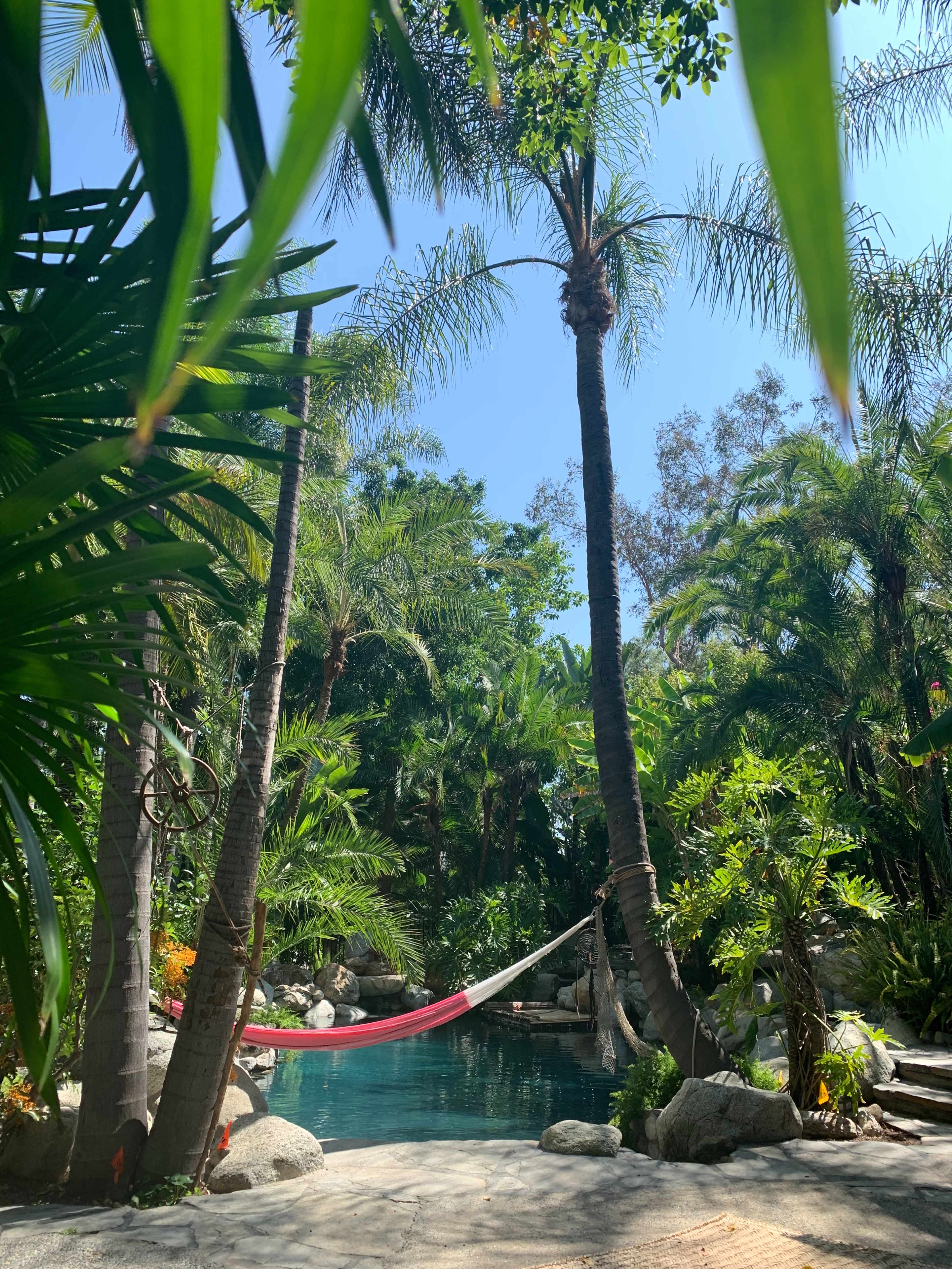 A hammock is strung between two palm trees beside a tranquil pool surrounded by lush greenery.