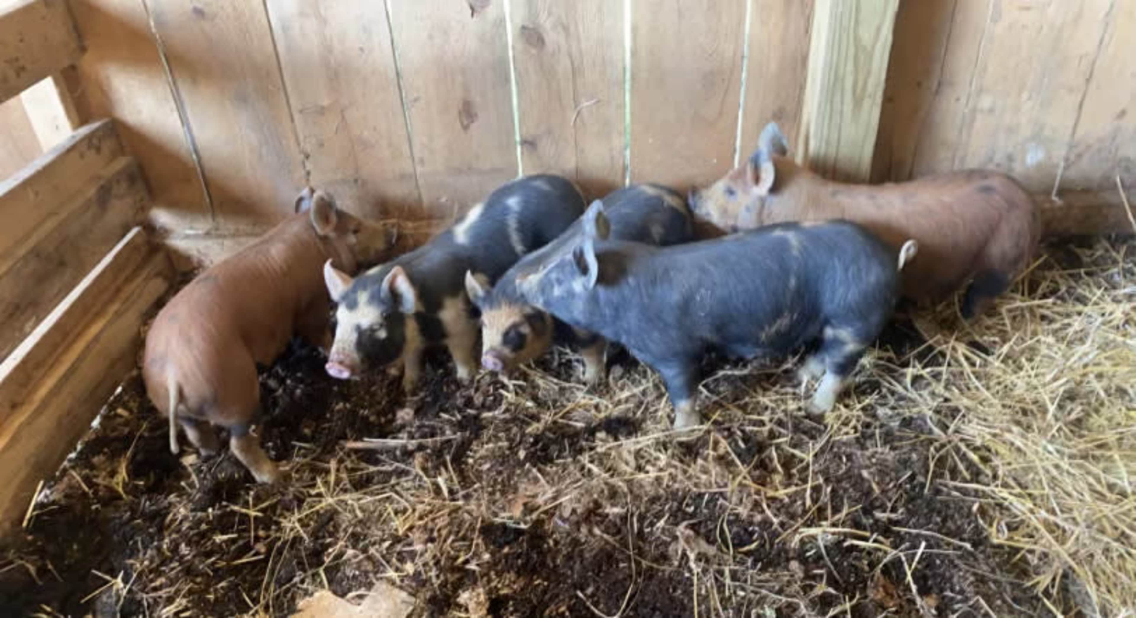 Five piglets of varying colors are gathered together in a corner of a barn.