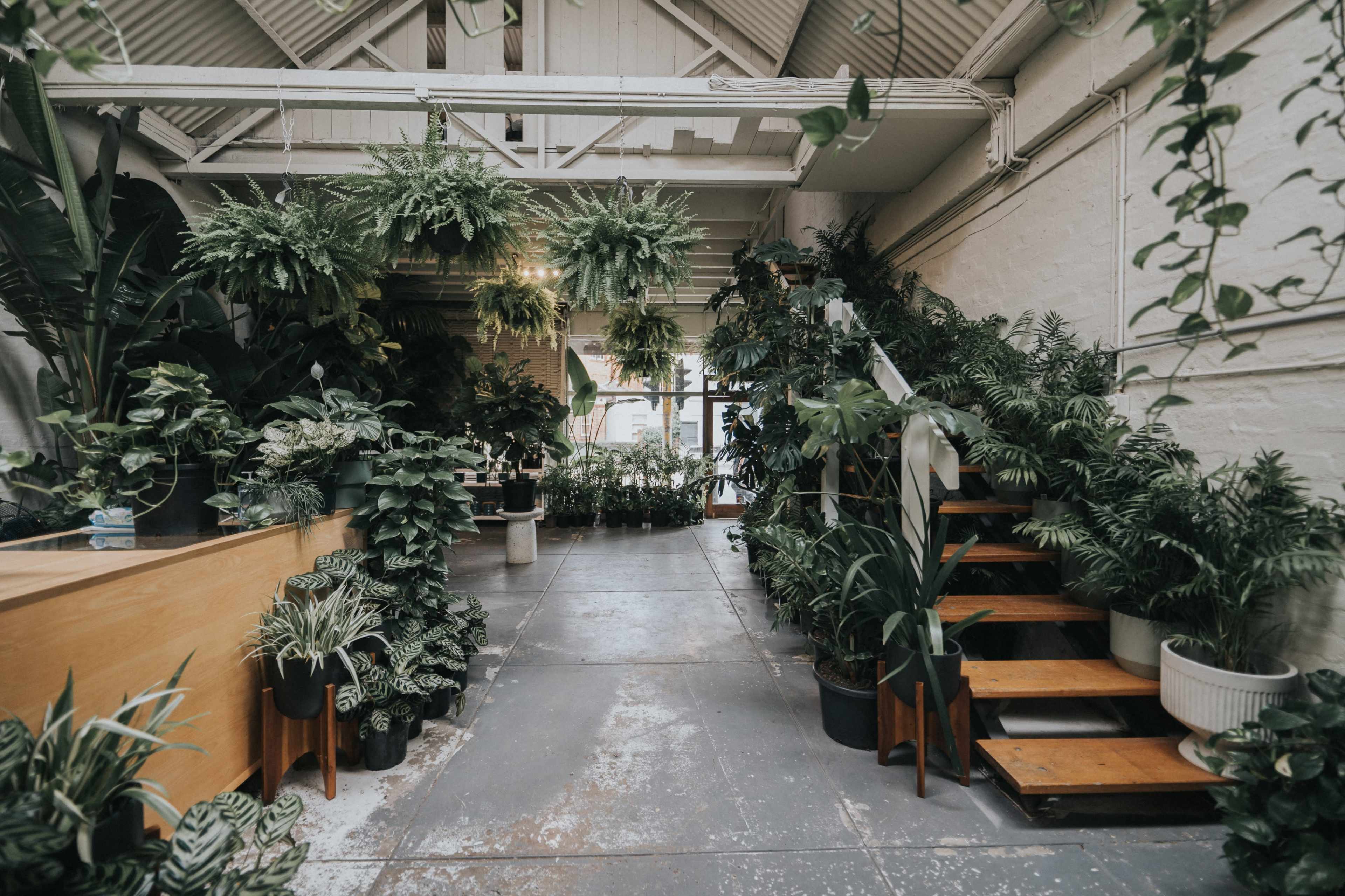 An indoor space filled with various potted plants, including a staircase leading to an upper level.