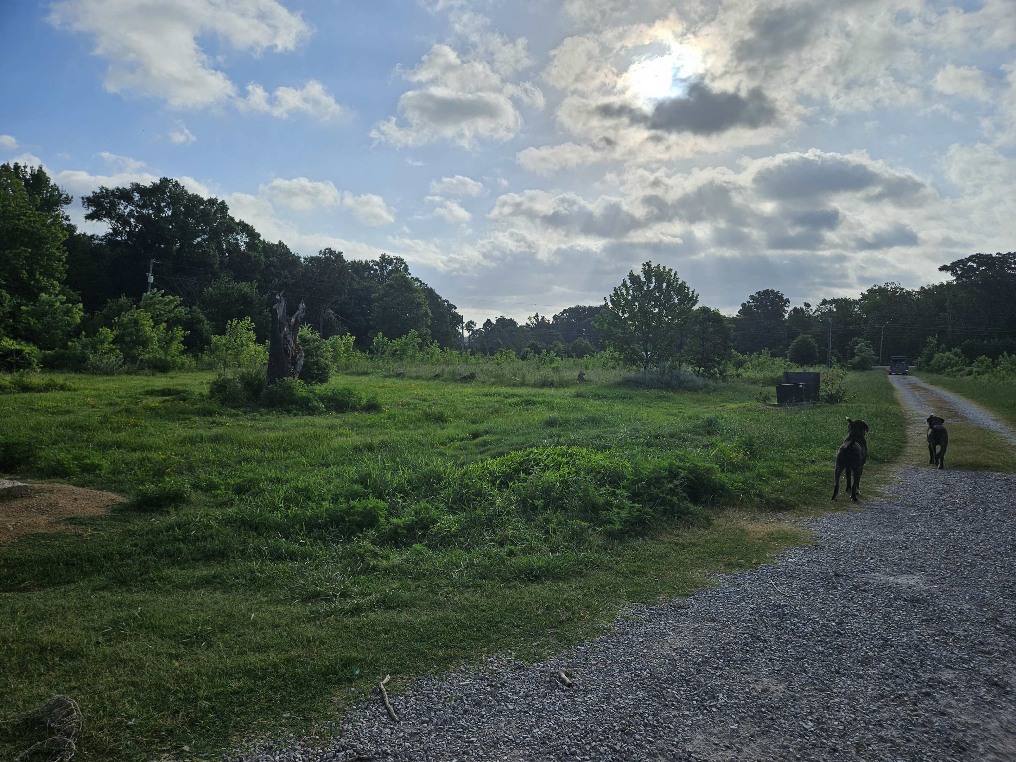 Two dogs stand on a gravel path in a green, open field surrounded by trees under a partly cloudy sky.