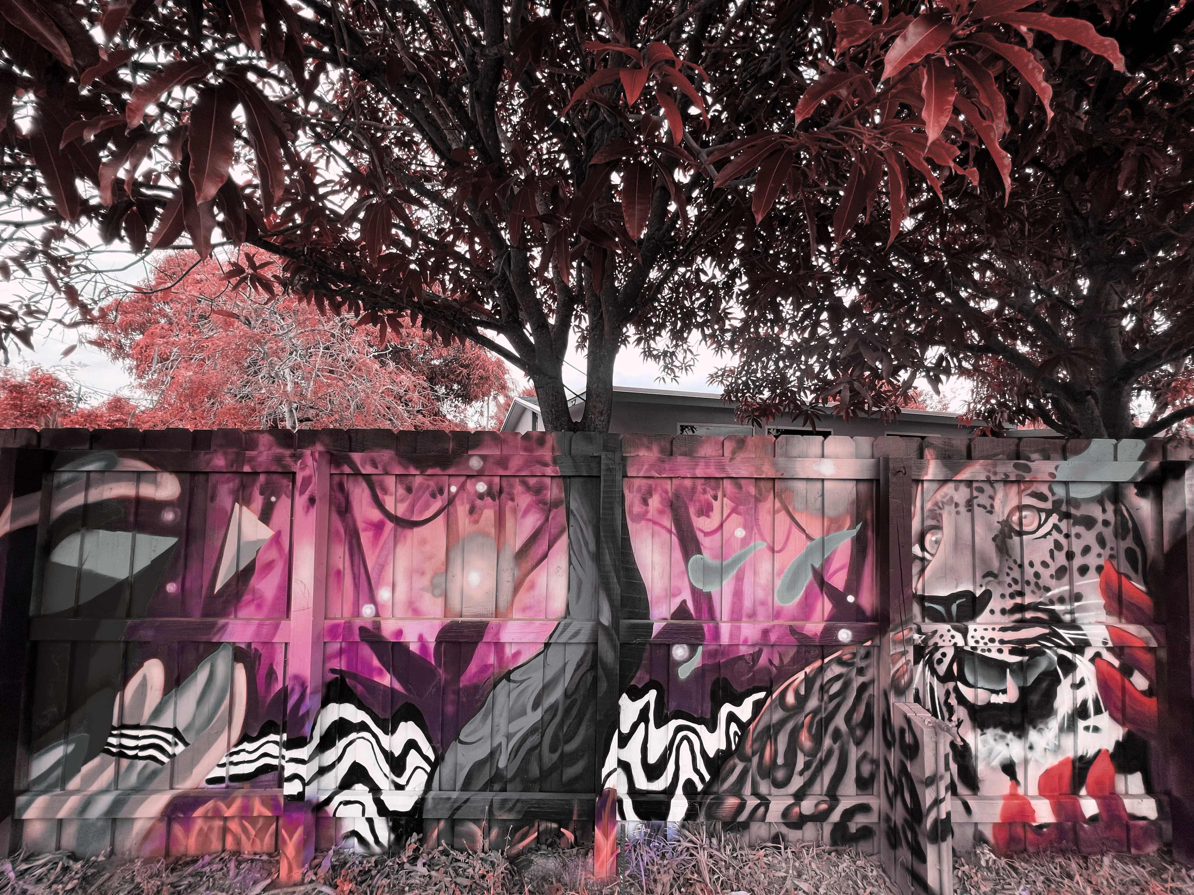 A vibrant mural featuring a leopard and abstract designs is painted on a wooden fence, surrounded by lush trees with reddish leaves.