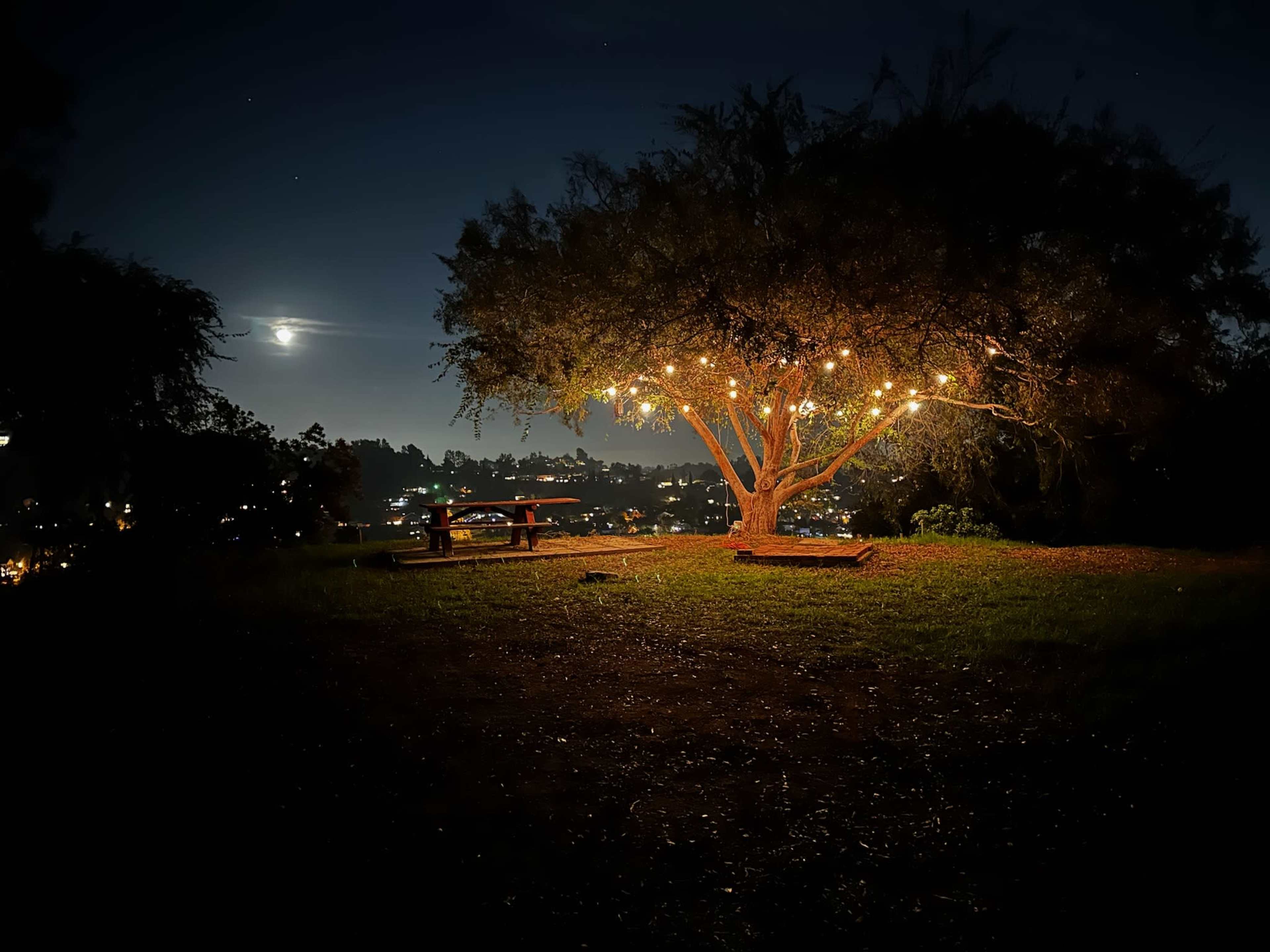 A tree adorned with string lights stands on a grassy hill overlooking a cityscape illuminated at night under a full moon.