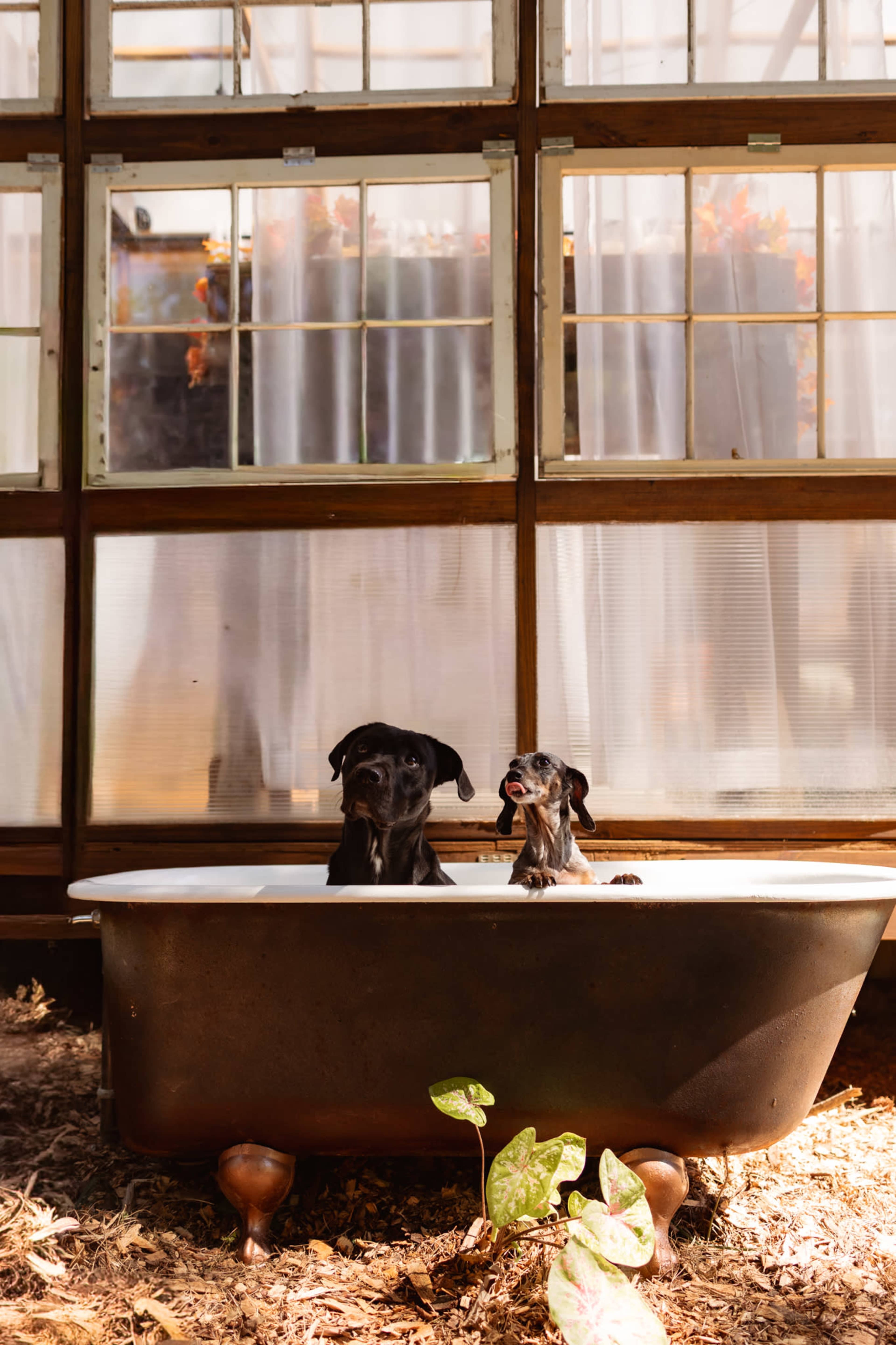 Two dogs are standing in a vintage bathtub inside a sunlit room with large windows and sheer curtains.