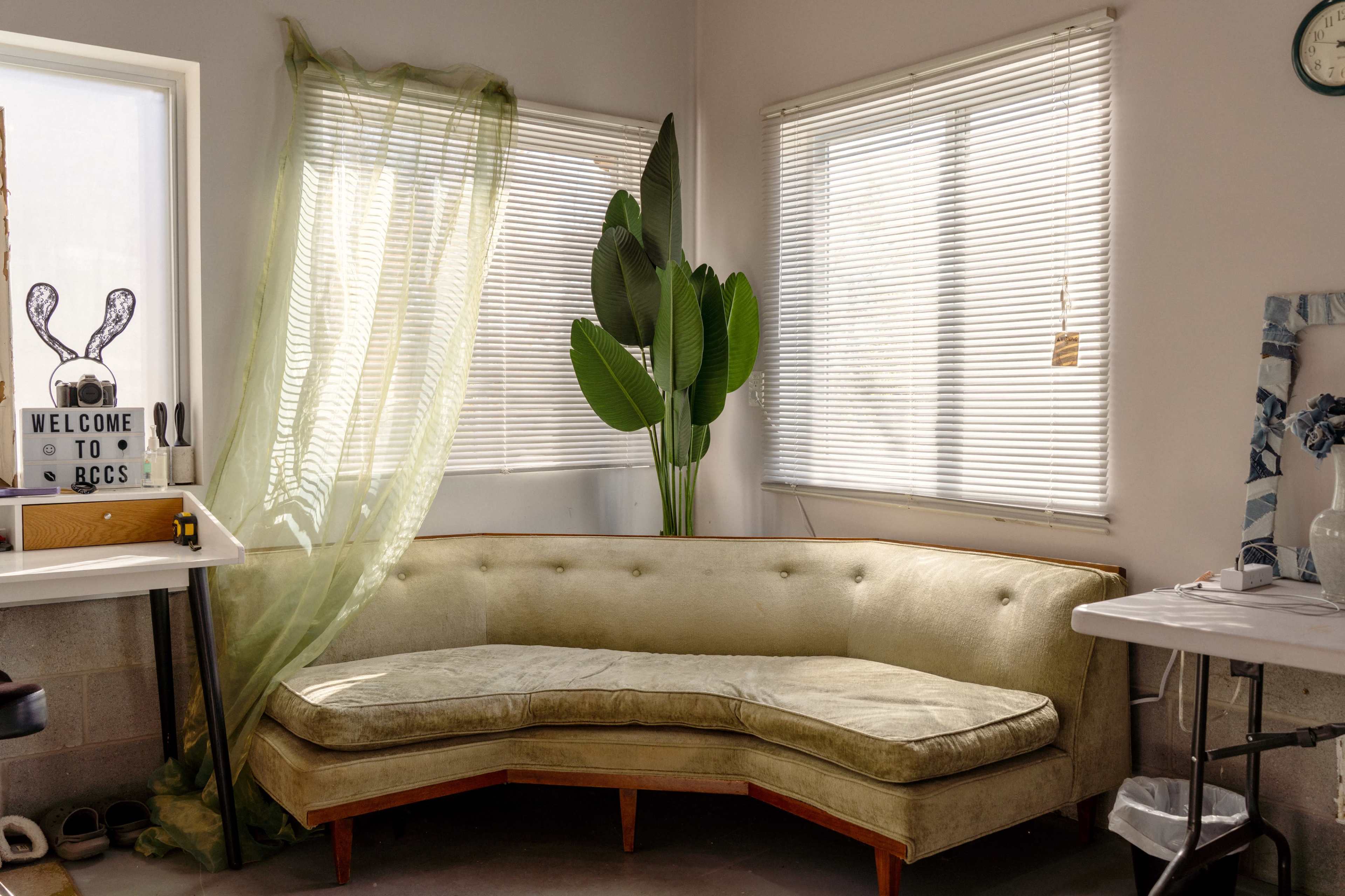 A curved, beige couch is positioned in a bright room with two windows covered by sheer curtains, while a large green plant stands nearby.