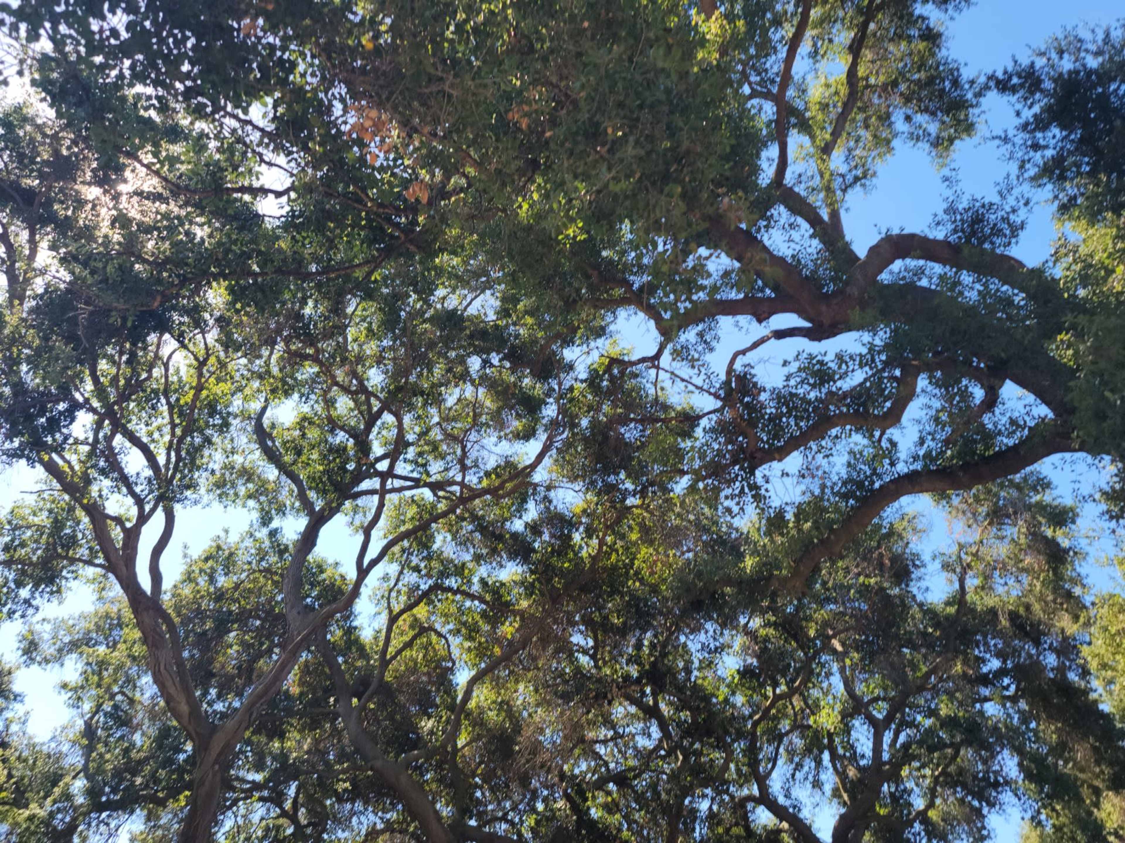 A canopy of intertwined tree branches and foliage against a bright blue sky.