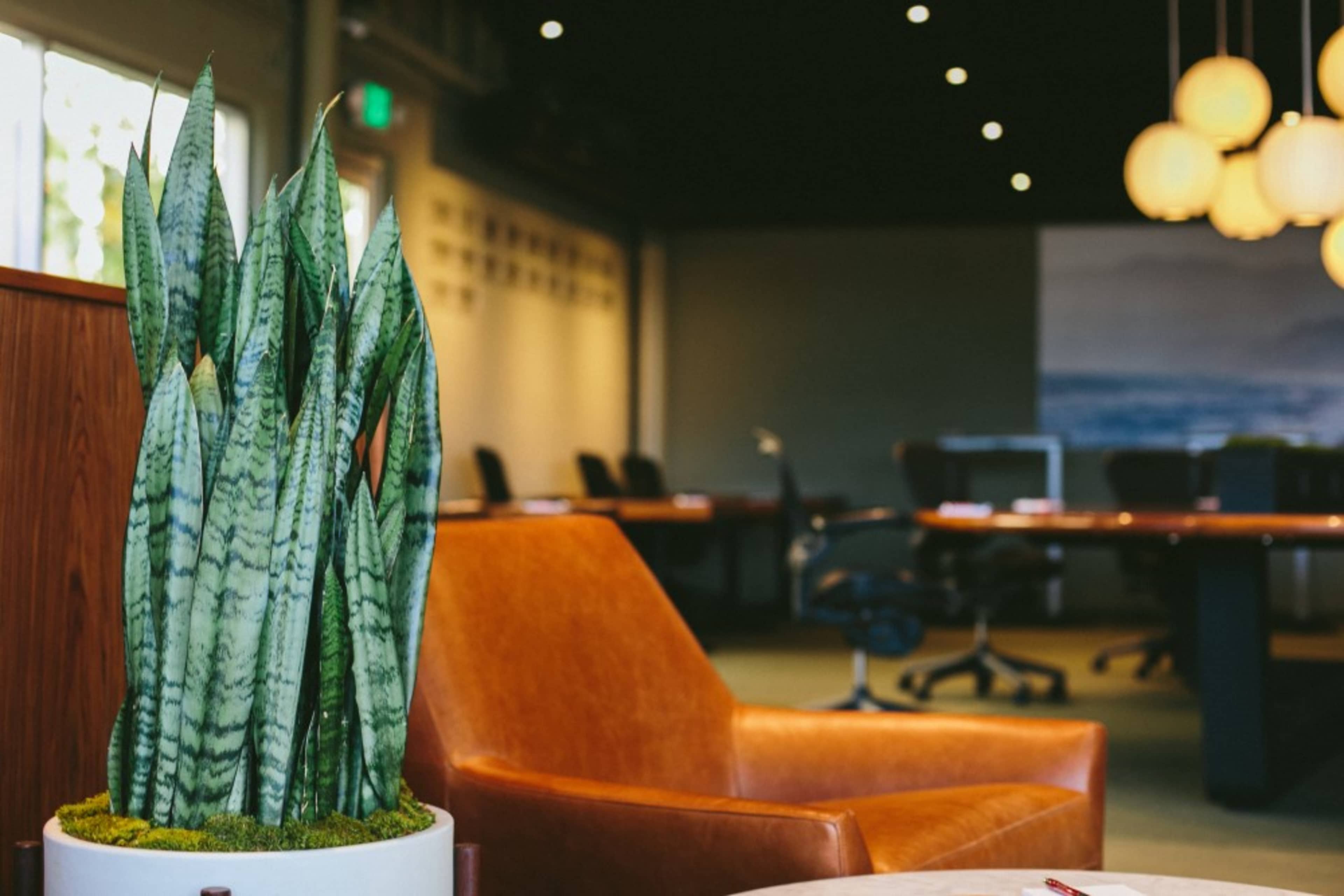 A modern office space featuring a snake plant in a pot beside a brown leather armchair, with a conference table and chairs in the background.
