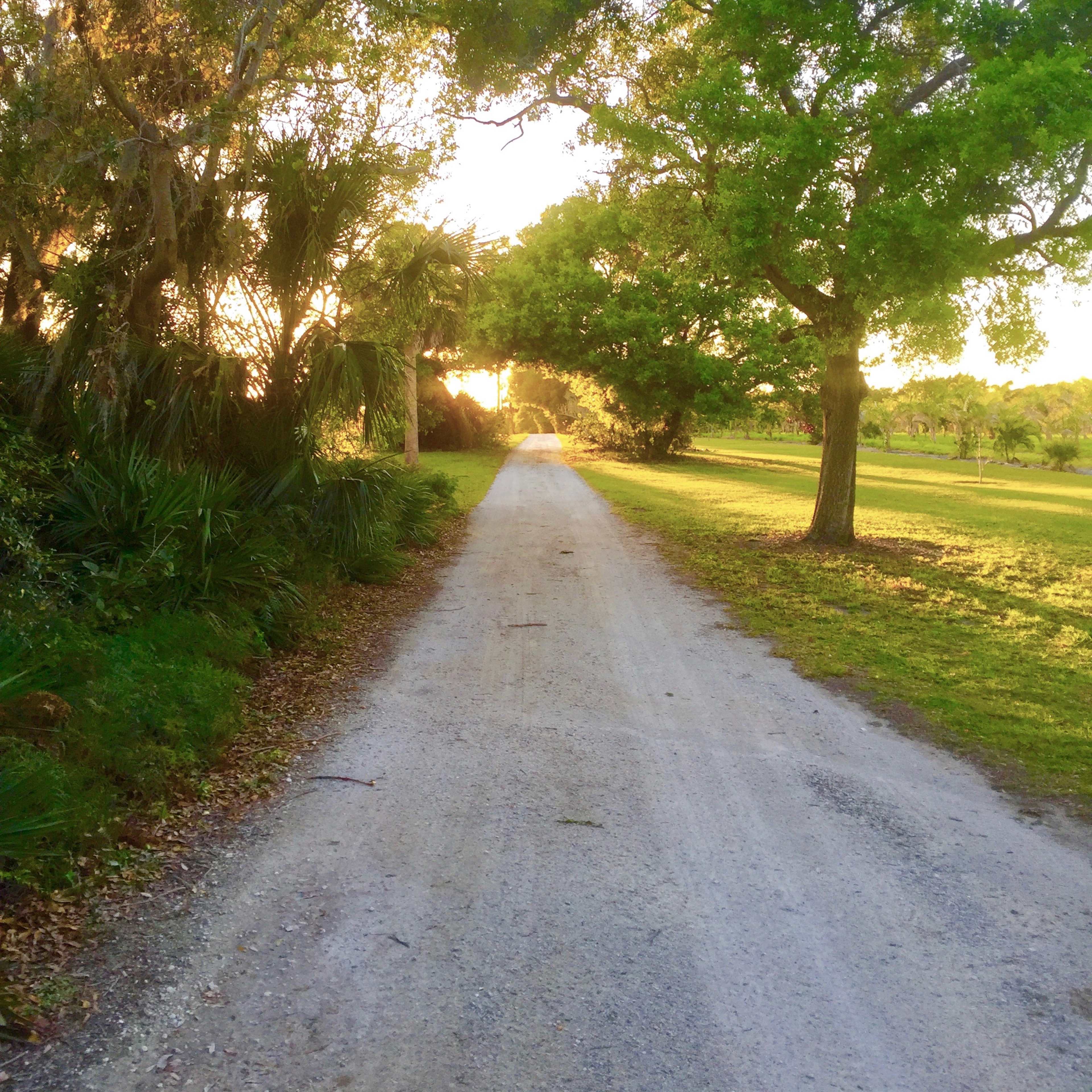 A gravel path lined with trees and vegetation leads into a sunny clearing.