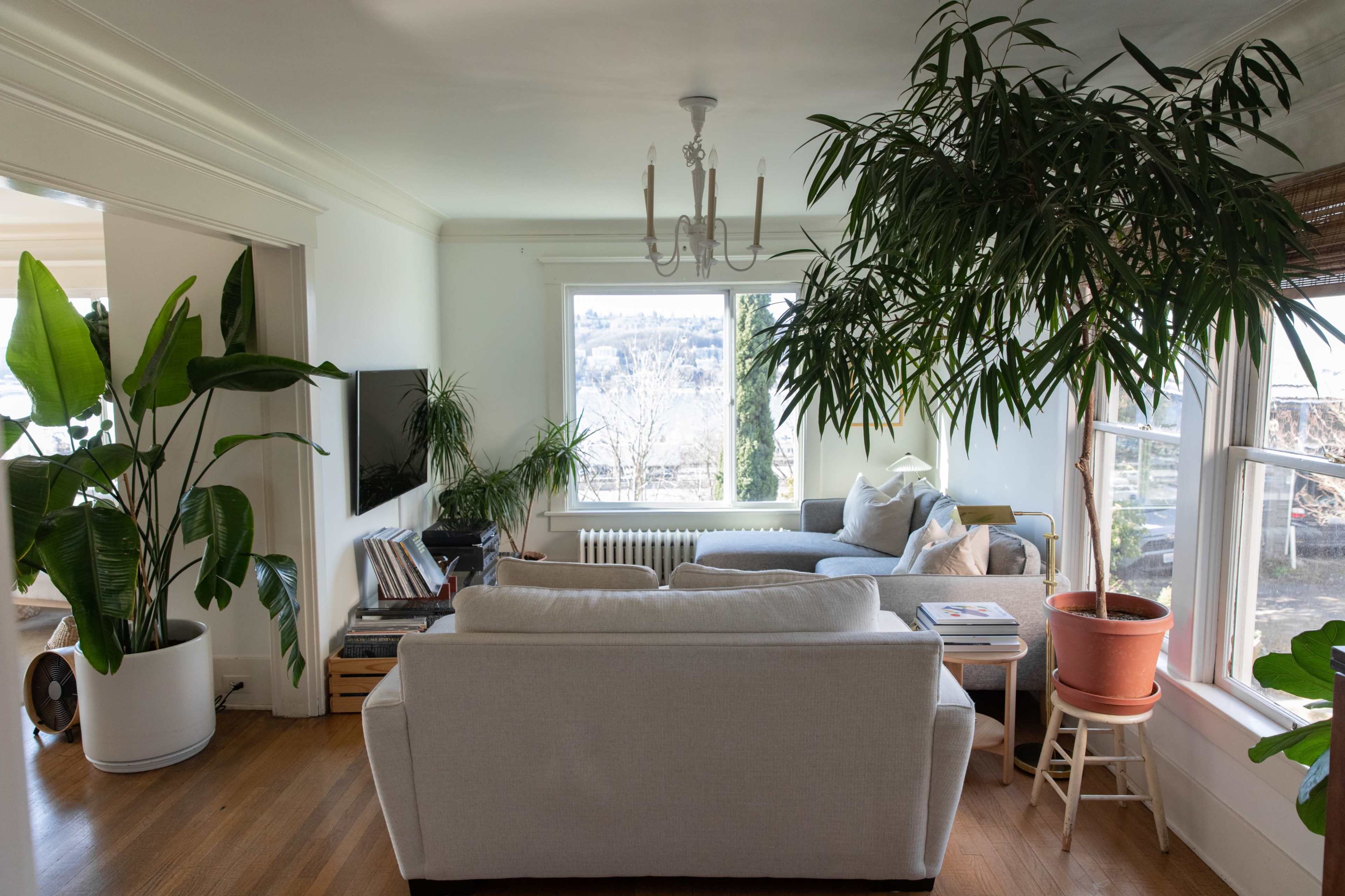A bright living room features a light-colored couch, large windows with greenery outside, and several indoor plants in decorative pots.