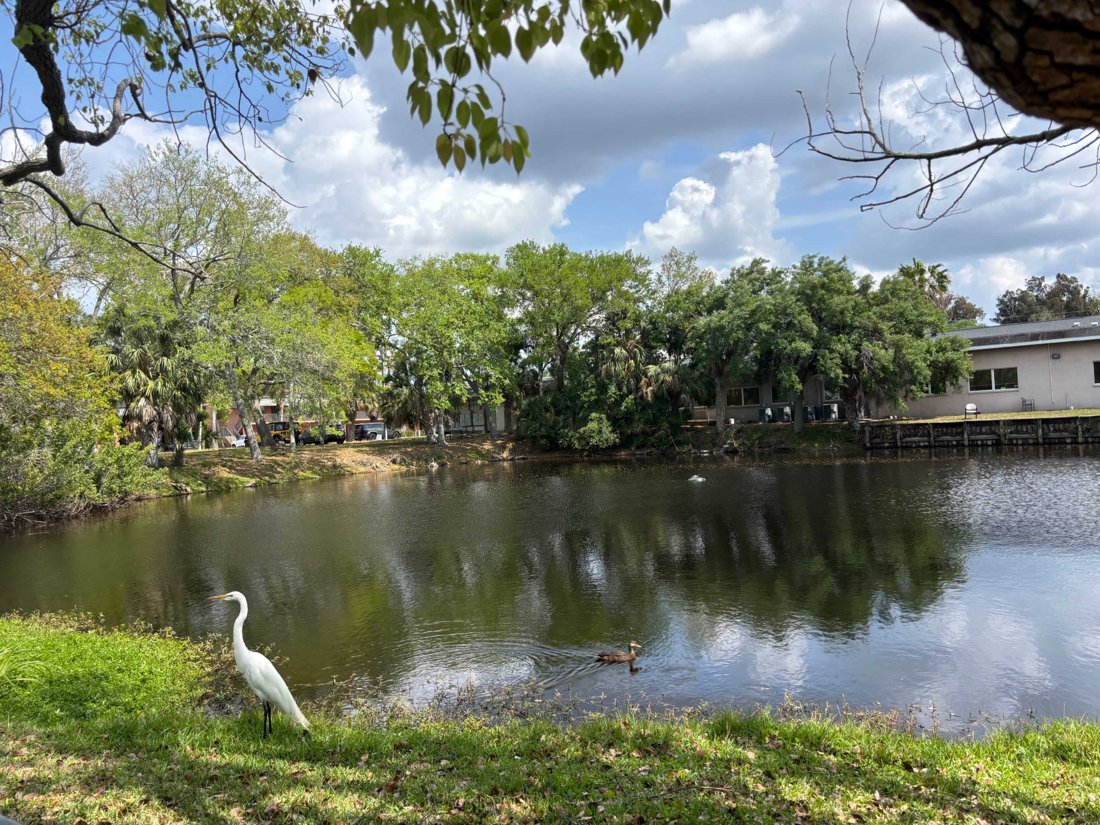 A white egret stands on the grass near a calm pond reflecting trees and clouds, while a duck swims in the water.