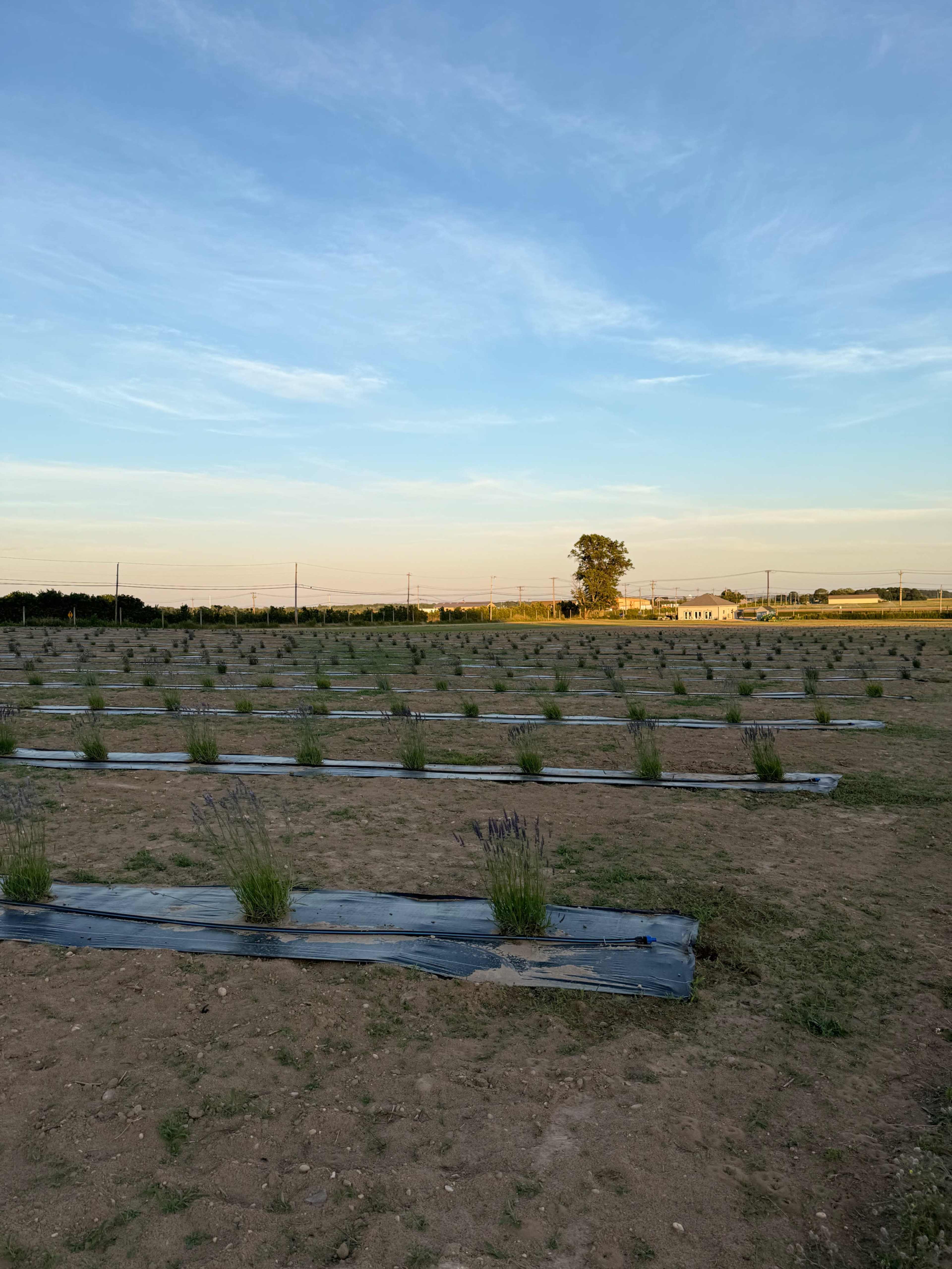 A field of newly planted lavender rows is visible under a clear blue sky with a distant tree and structures in the background.