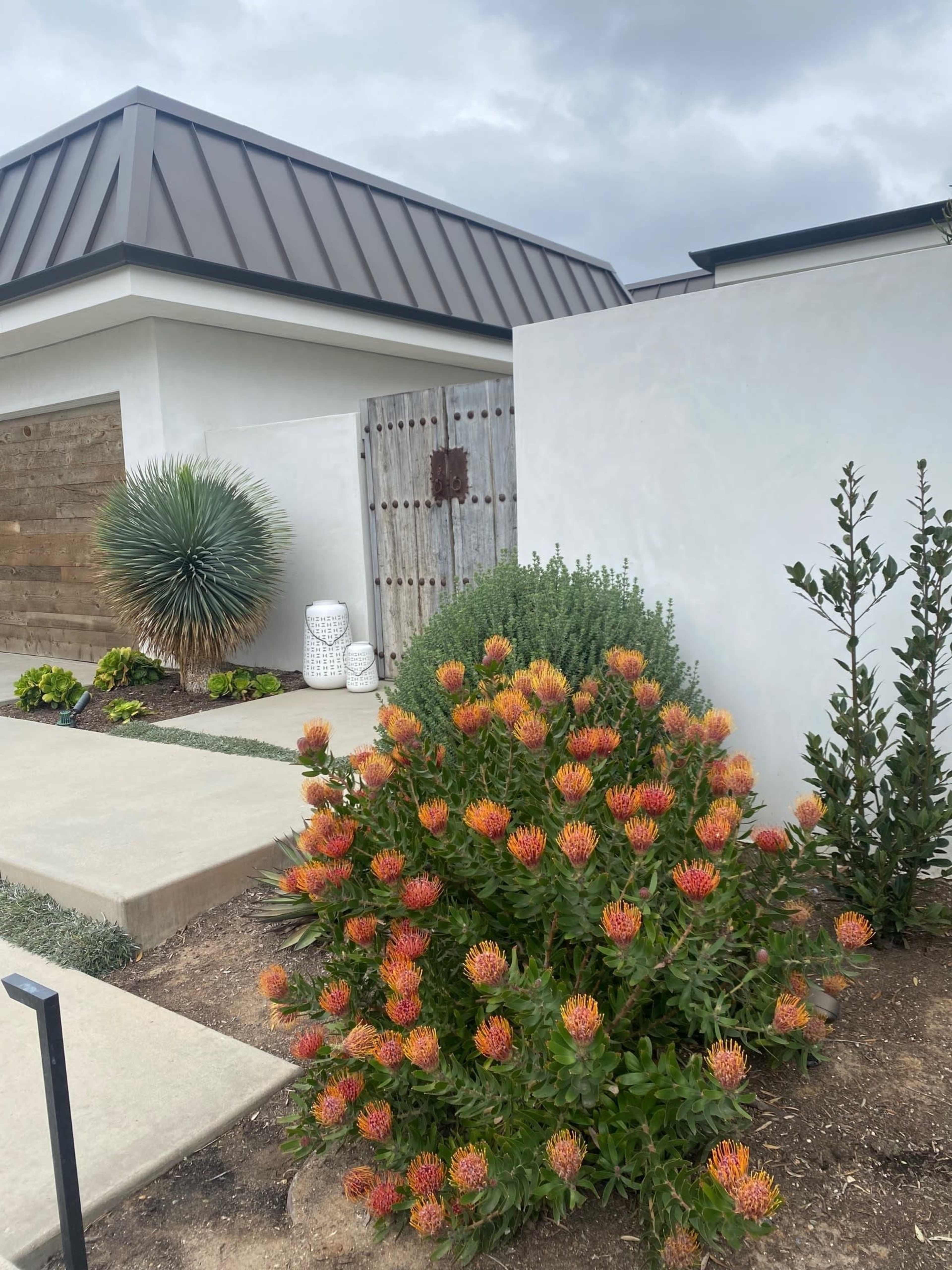 A landscaped garden features a large flowering bush with orange blooms, surrounded by various plants and a modern house with a metal roof.