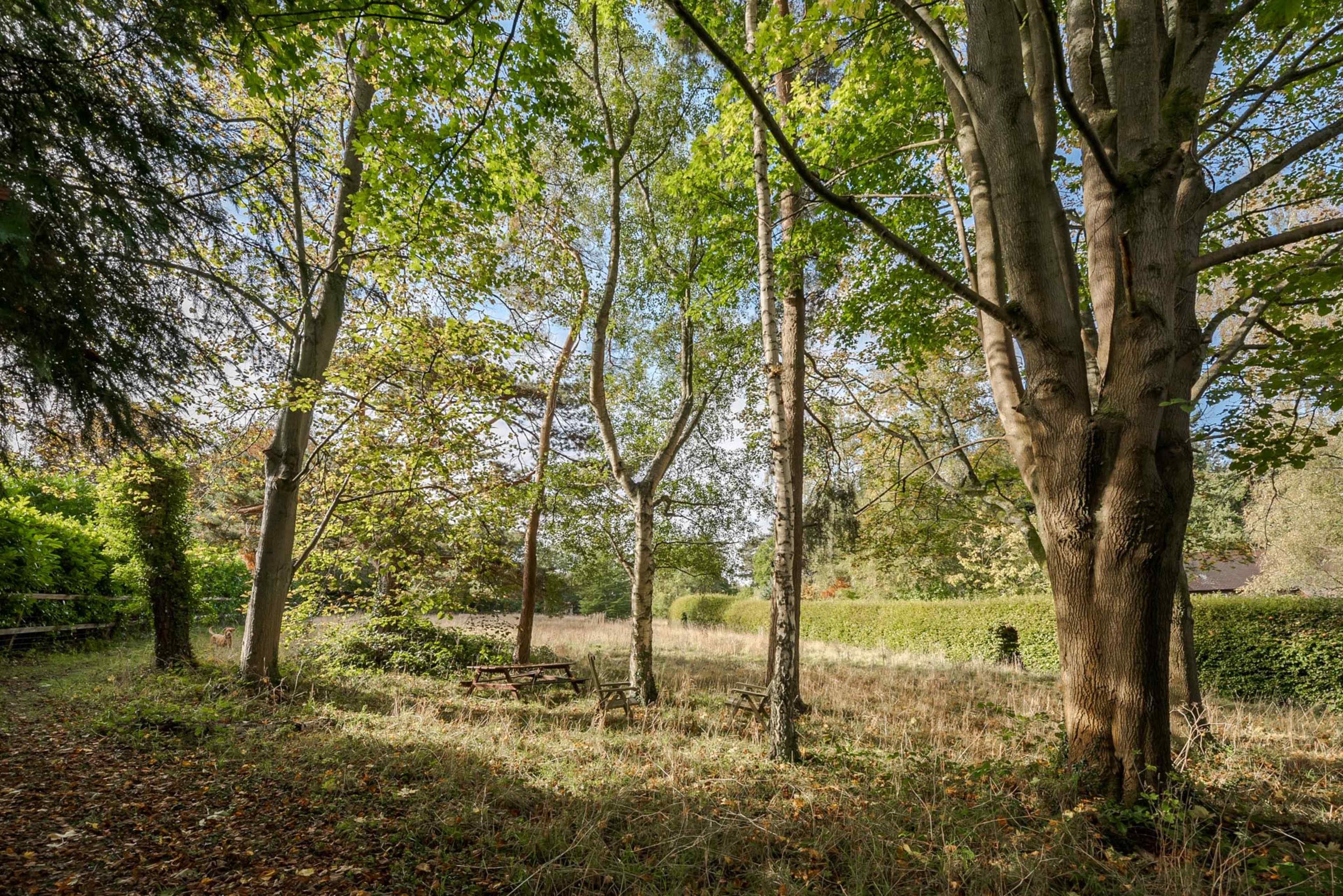 A clearing in a wooded area features trees with green foliage and a grassy patch in the foreground.