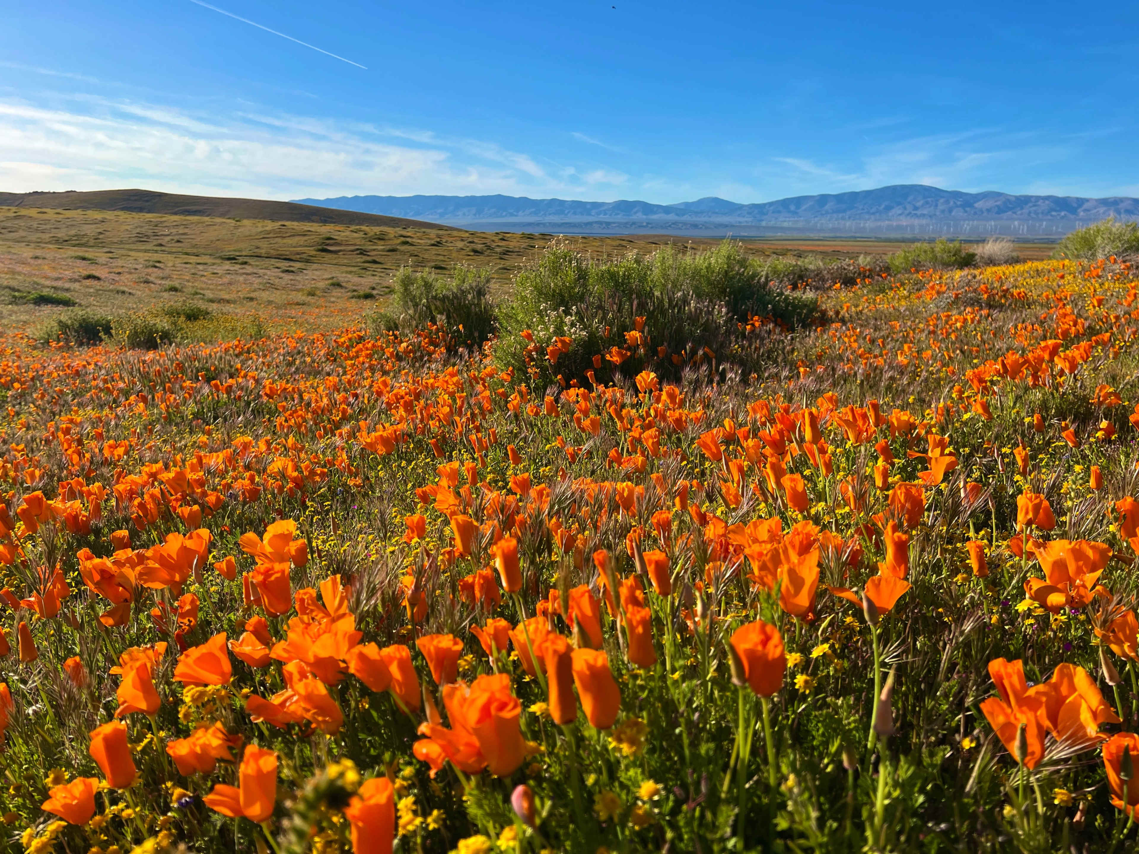 A field is filled with bright orange poppy flowers against a backdrop of rolling hills and distant mountains under a clear blue sky.