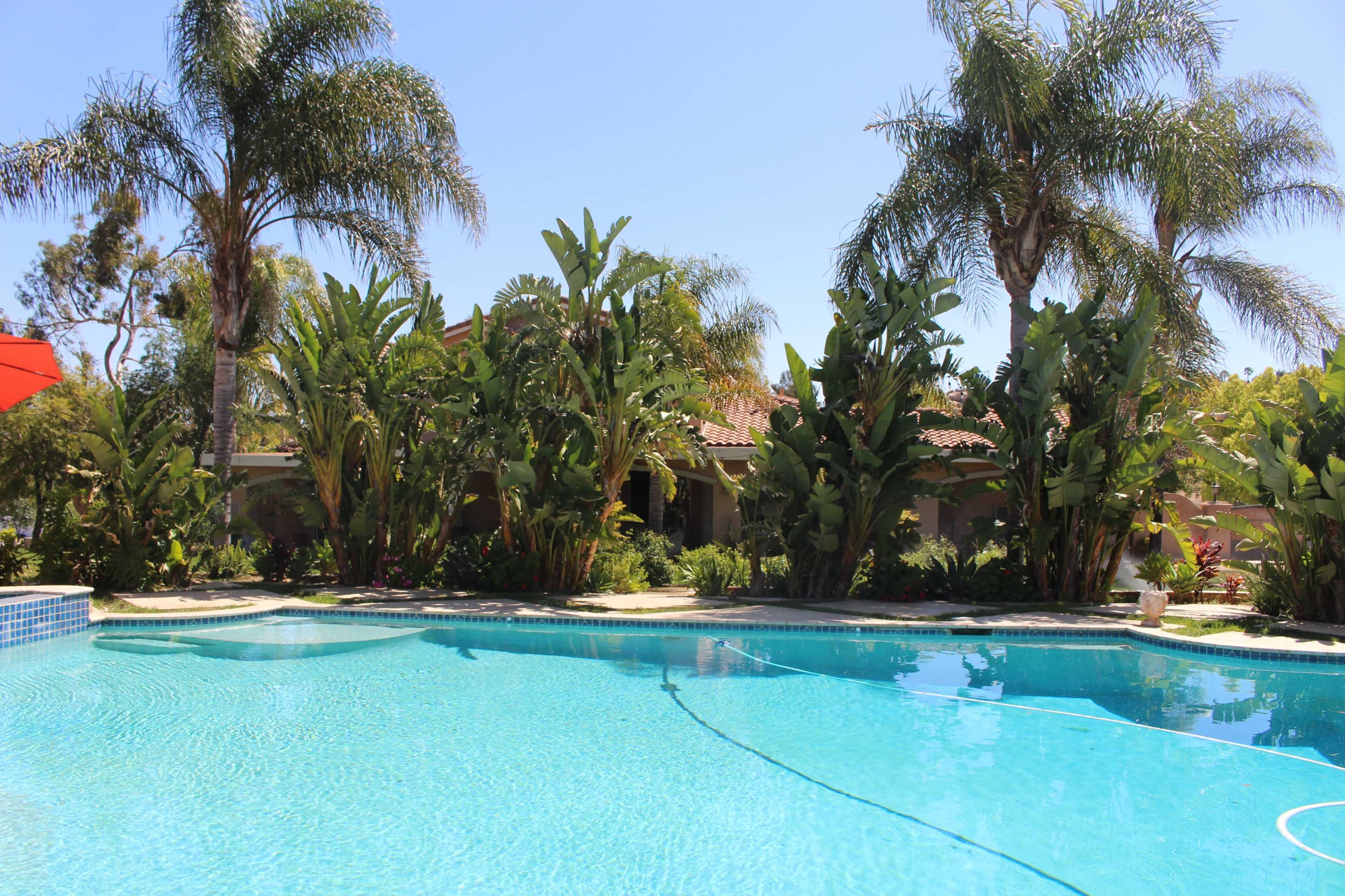 A bright swimming pool surrounded by tall palm trees and lush green plants in a landscaped backyard.