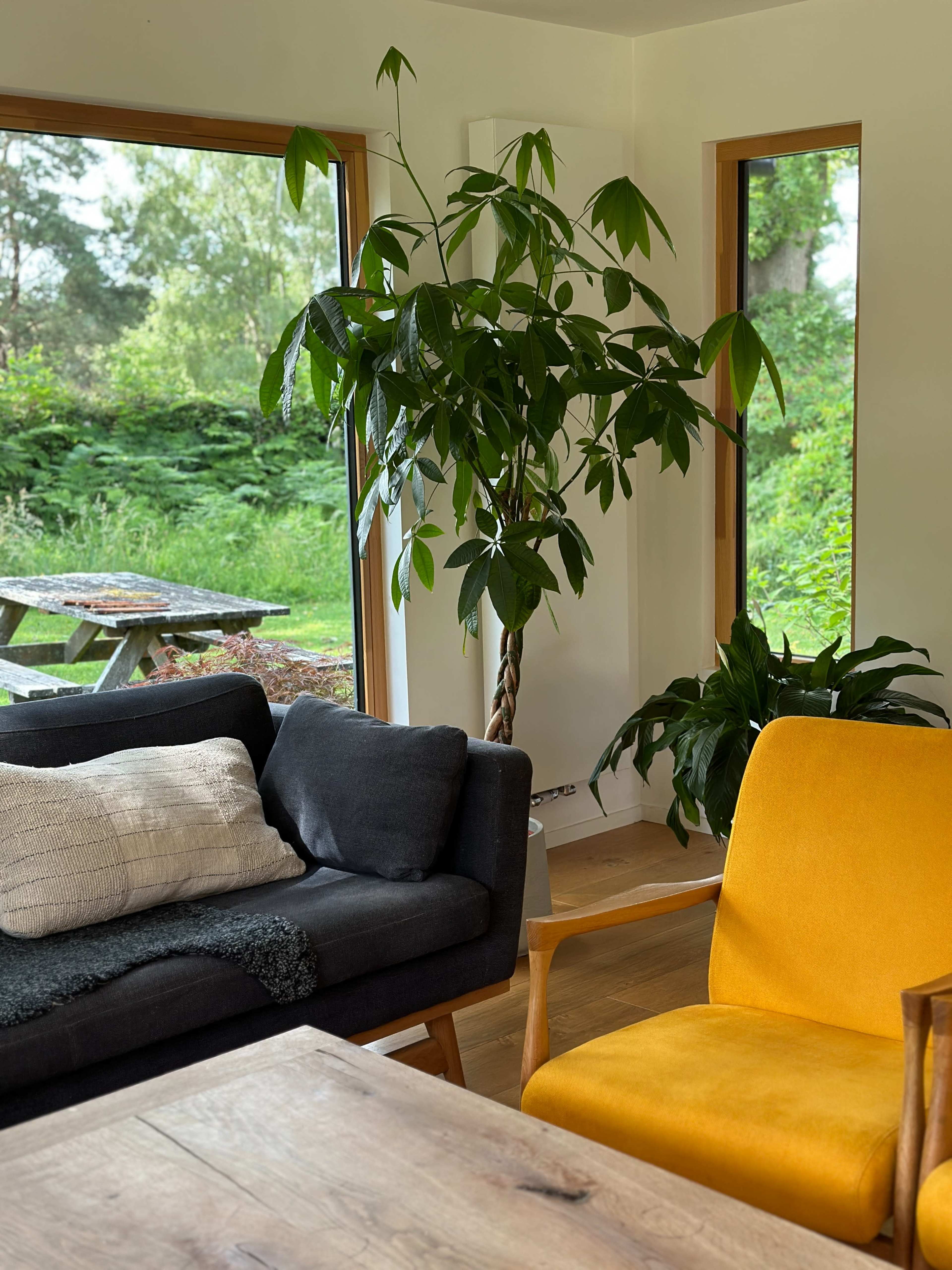 A cozy living room with a dark sofa, a bright yellow chair, a large indoor plant, and large windows overlooking a green garden.