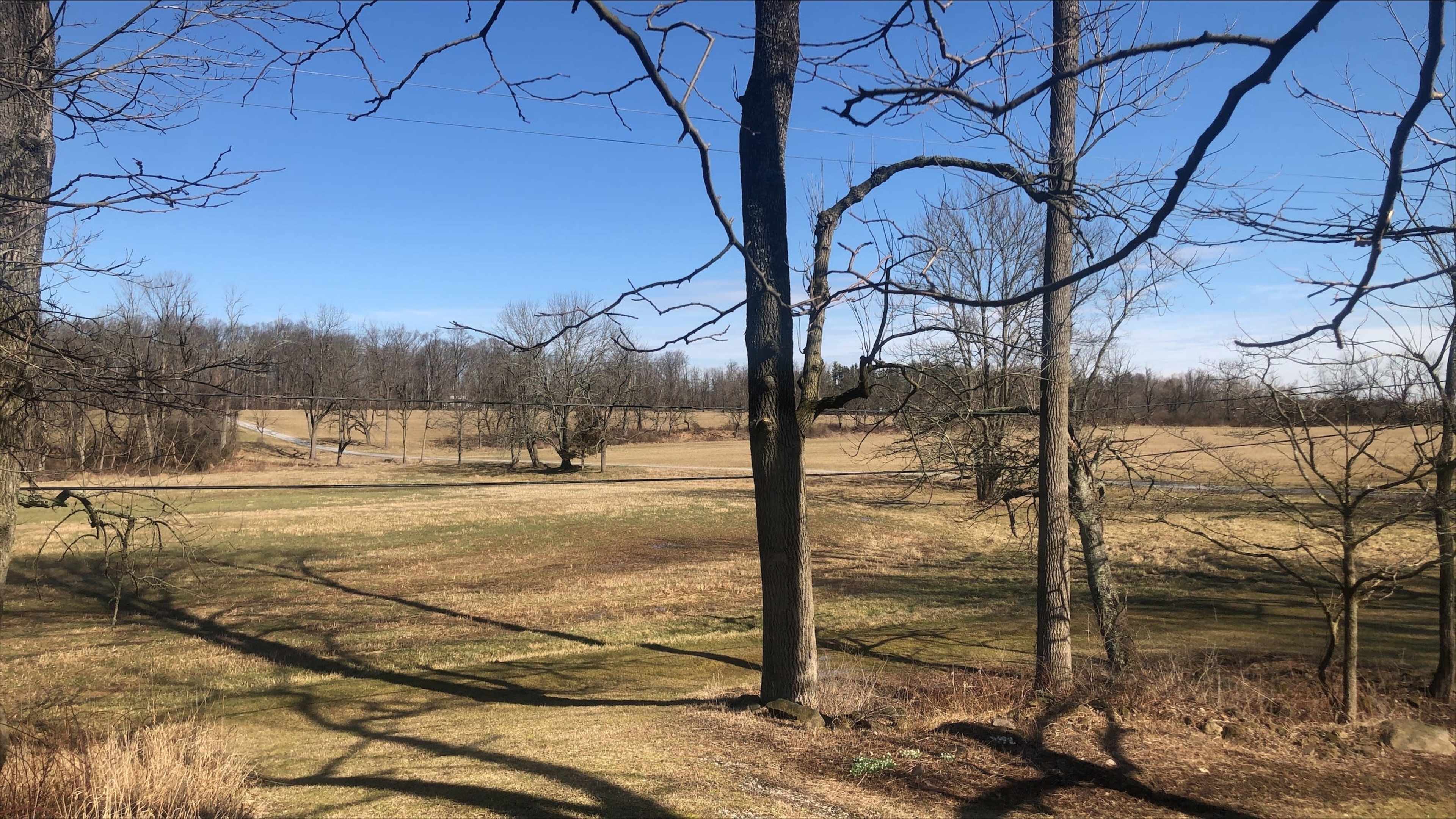 A winter landscape features bare trees casting shadows over a grassy field, under a clear blue sky.