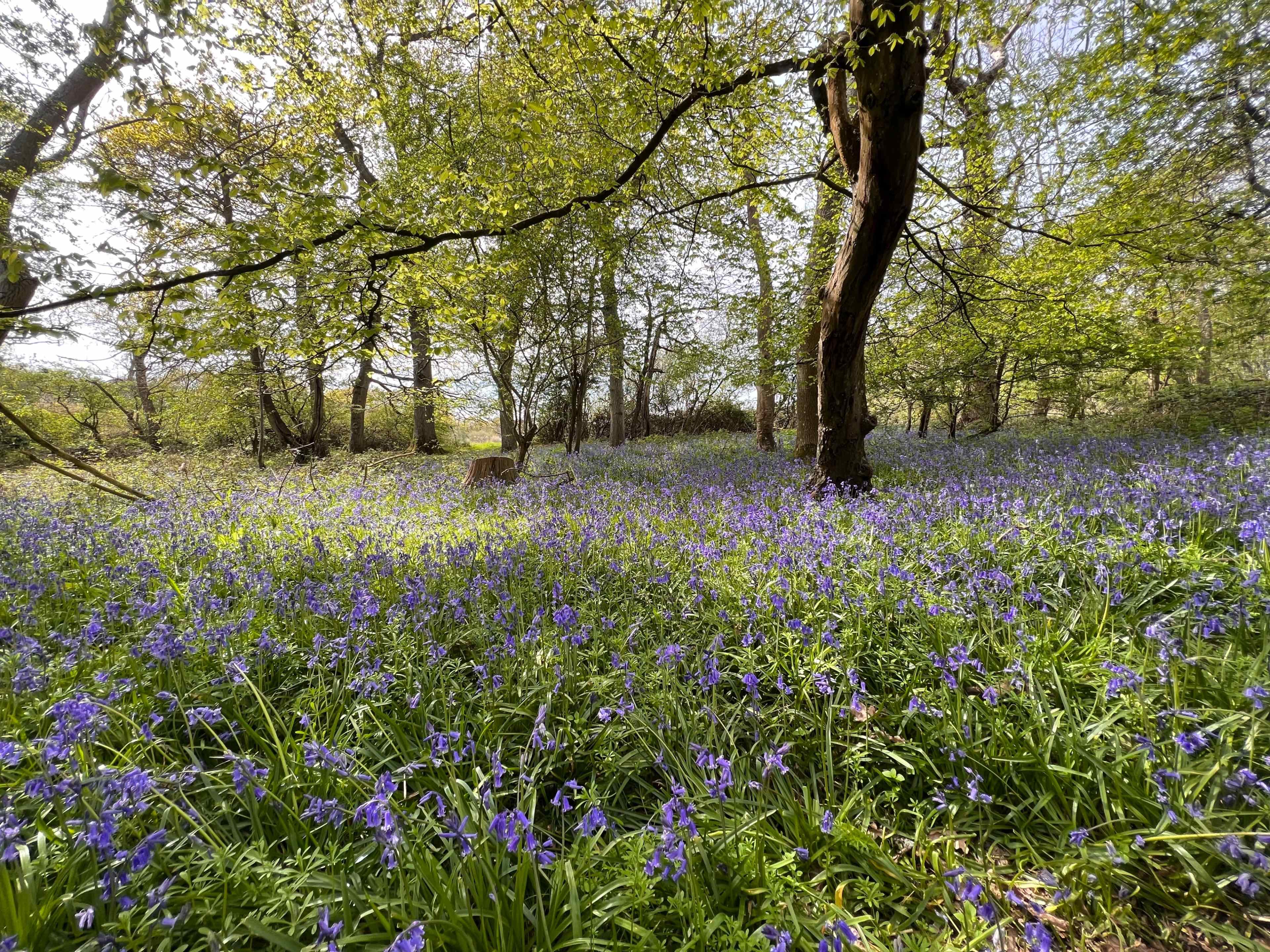 A meadow is filled with bluebells under a canopy of trees.