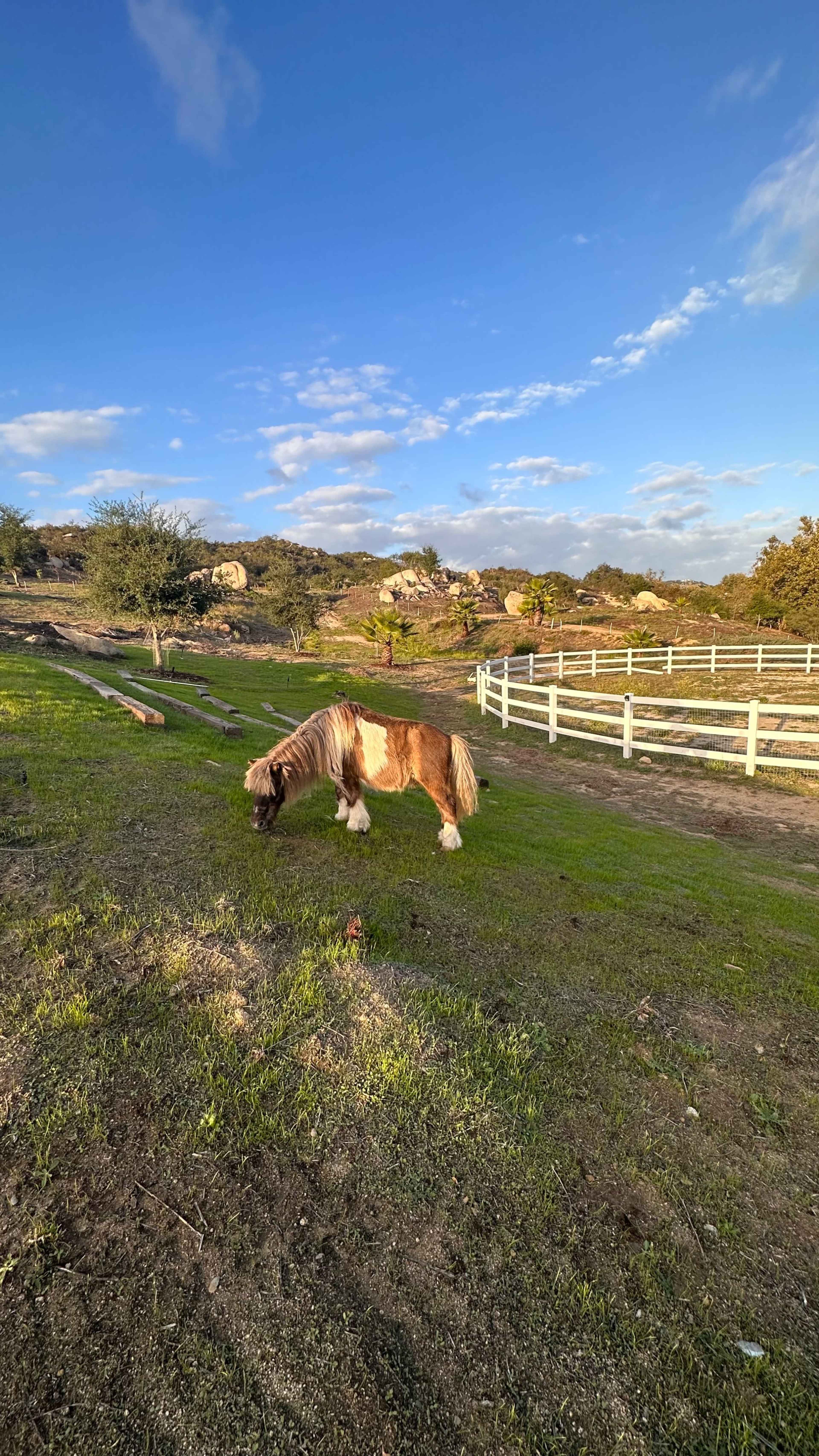 A small horse grazes on the grass in a rural landscape with a white fence and rocky hills in the background.