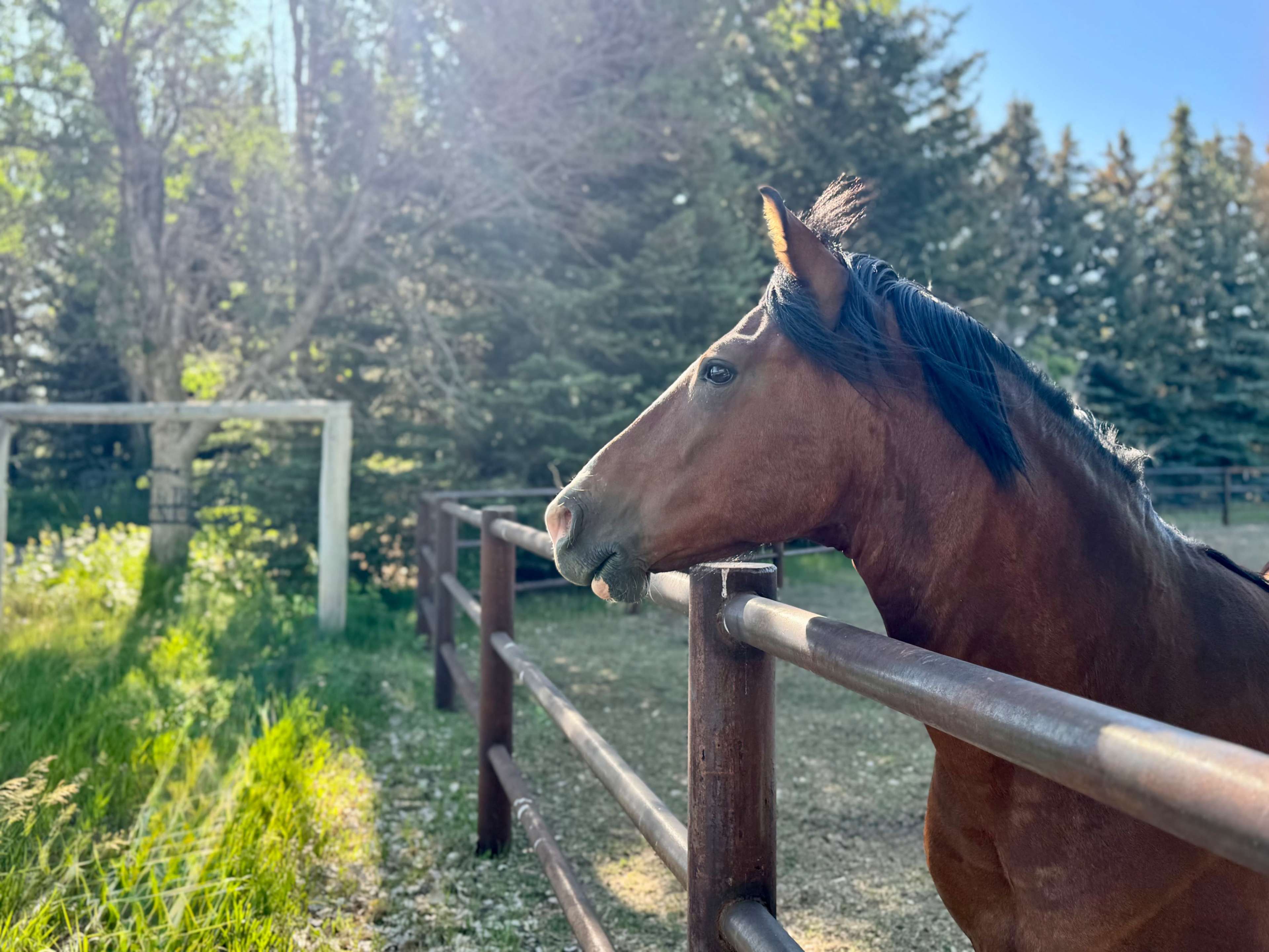 A brown horse stands beside a wooden fence in a green pasture with trees in the background.