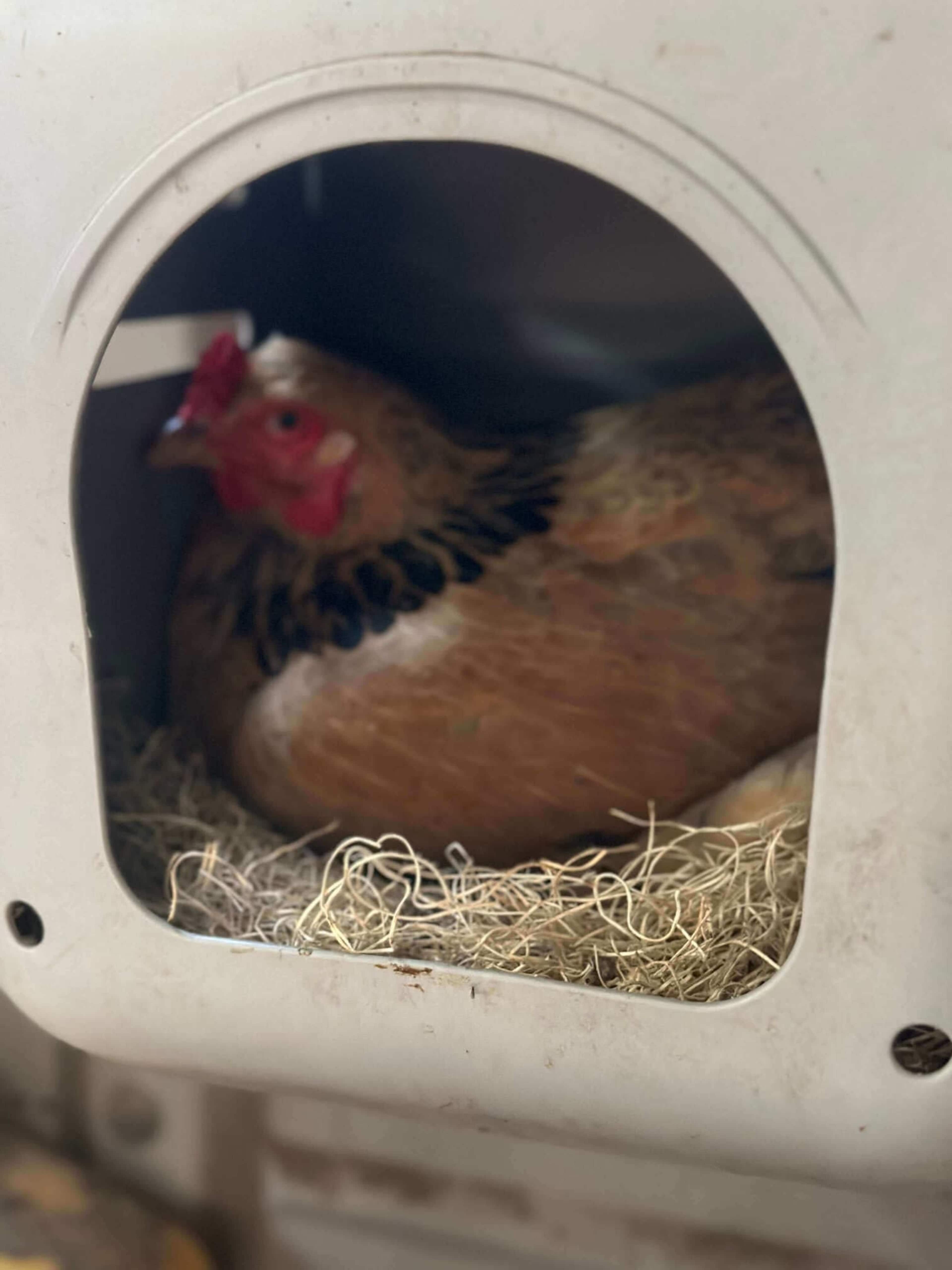 A chicken sits inside a nesting box lined with straw.