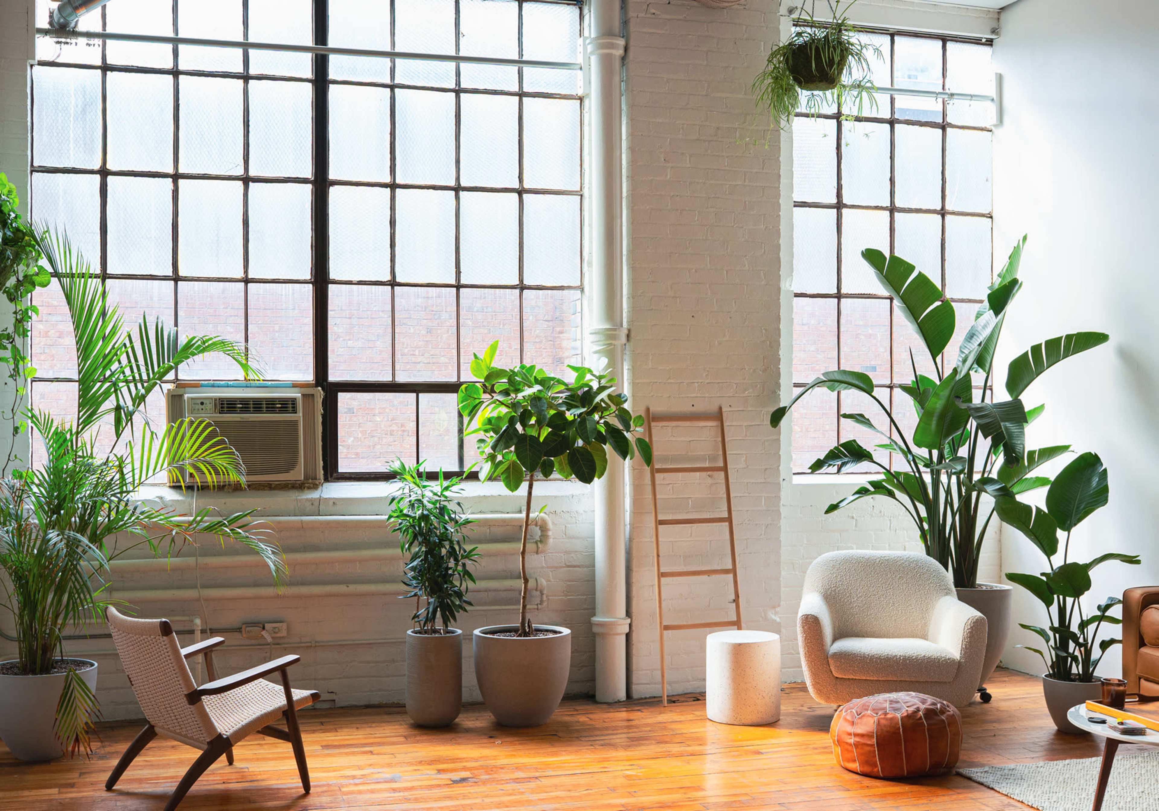 A spacious room with large windows, featuring various indoor plants, a comfortable armchair, and wooden flooring.