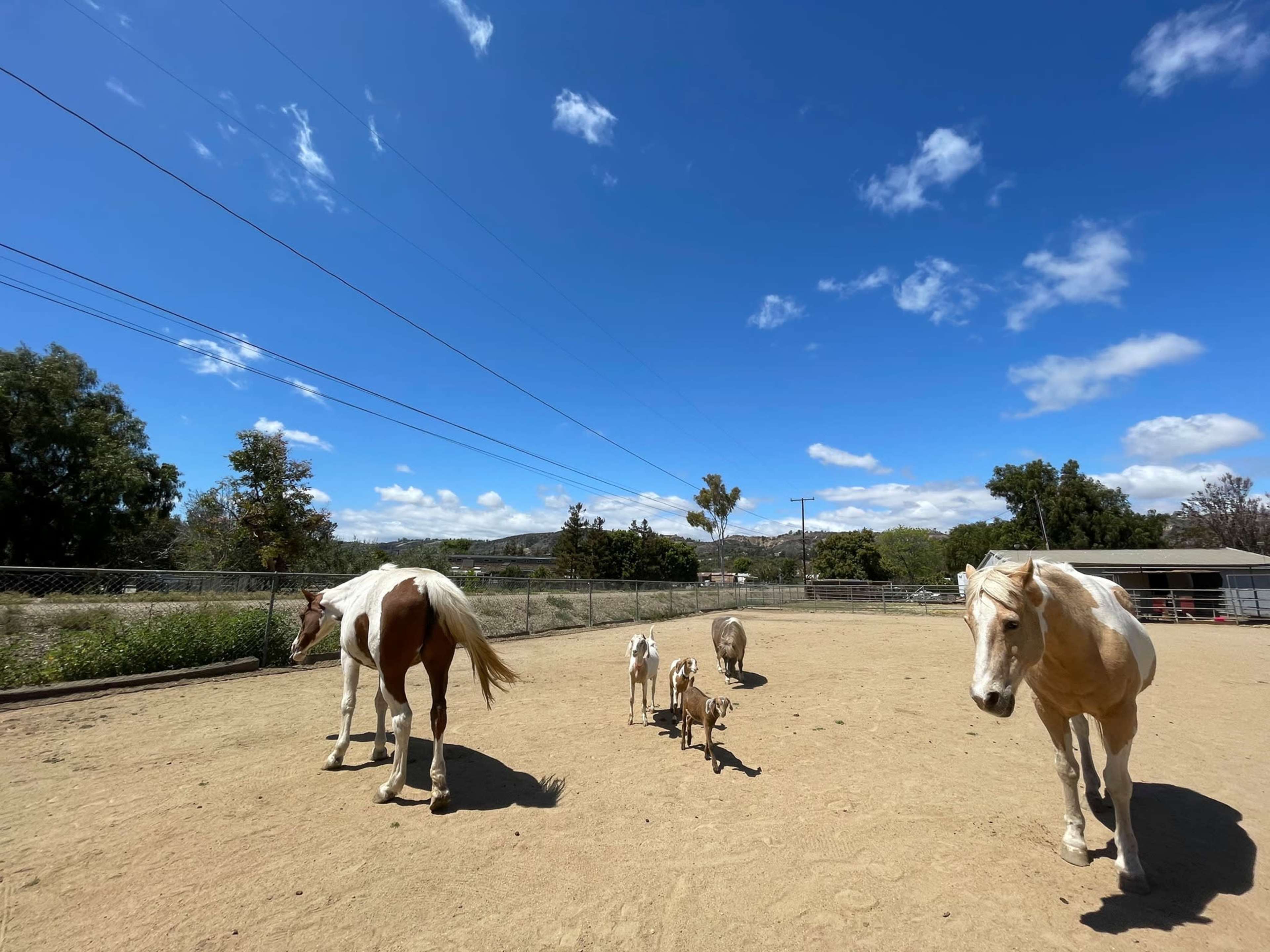 A group of horses and goats walk across a sandy paddock under a blue sky with scattered clouds.